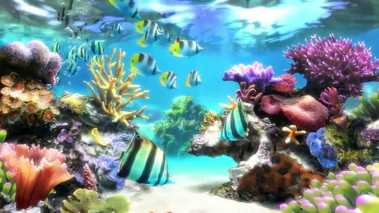 Live Wallpaper Aquarium - HD Wallpaper 