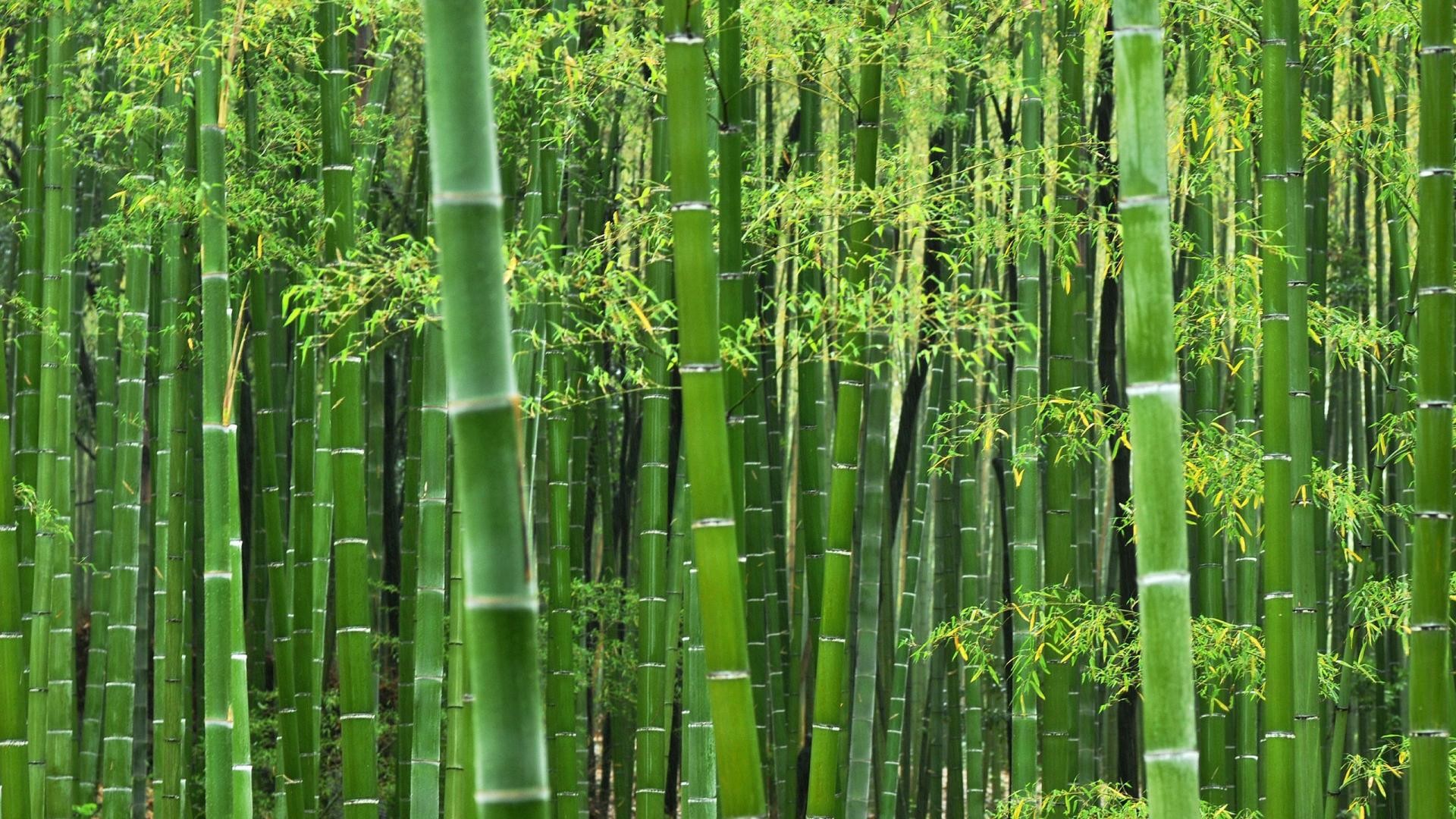 Free Hd Bamboo Wallpapers Download 
 Data Src Download - Bamboo Wallpaper Hd - HD Wallpaper 