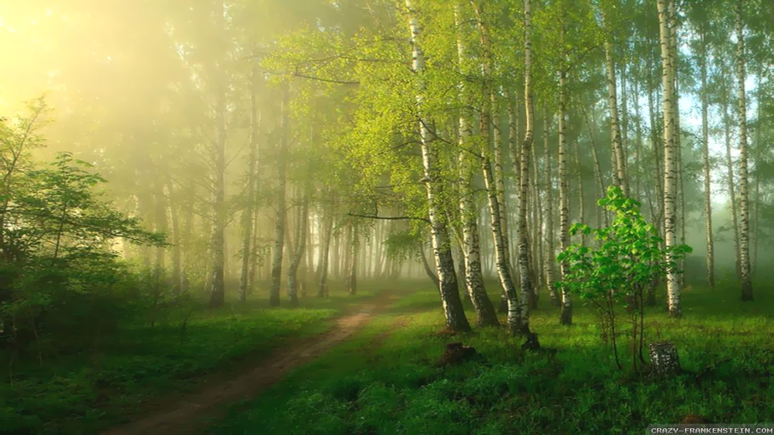 Videos 
 Data-src - Spring Wallpaper Forest - HD Wallpaper 