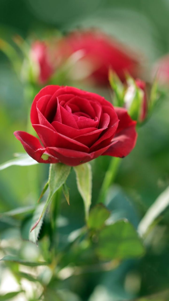 Download Wallpaper Rose, Bud, Blur, Flower Samsung - Good Evening For Whatsapp - HD Wallpaper 