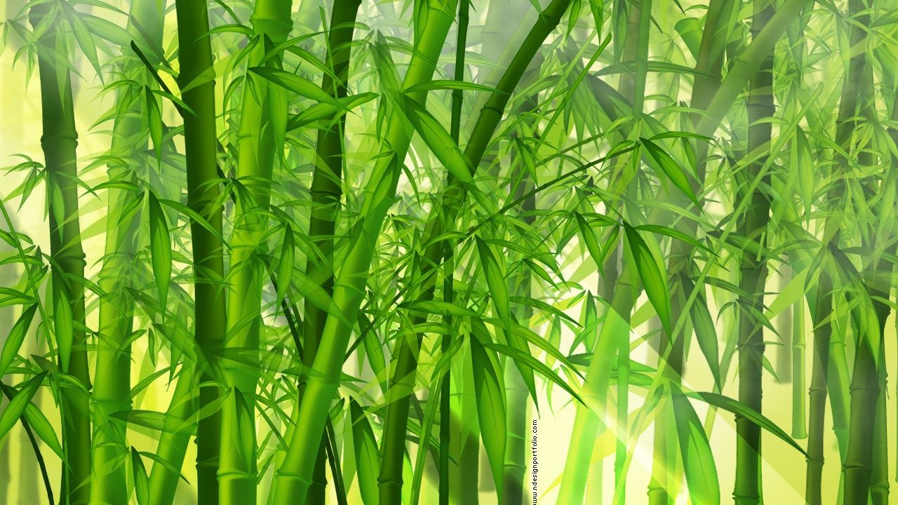 Bamboo Wallpaper Hd - HD Wallpaper 