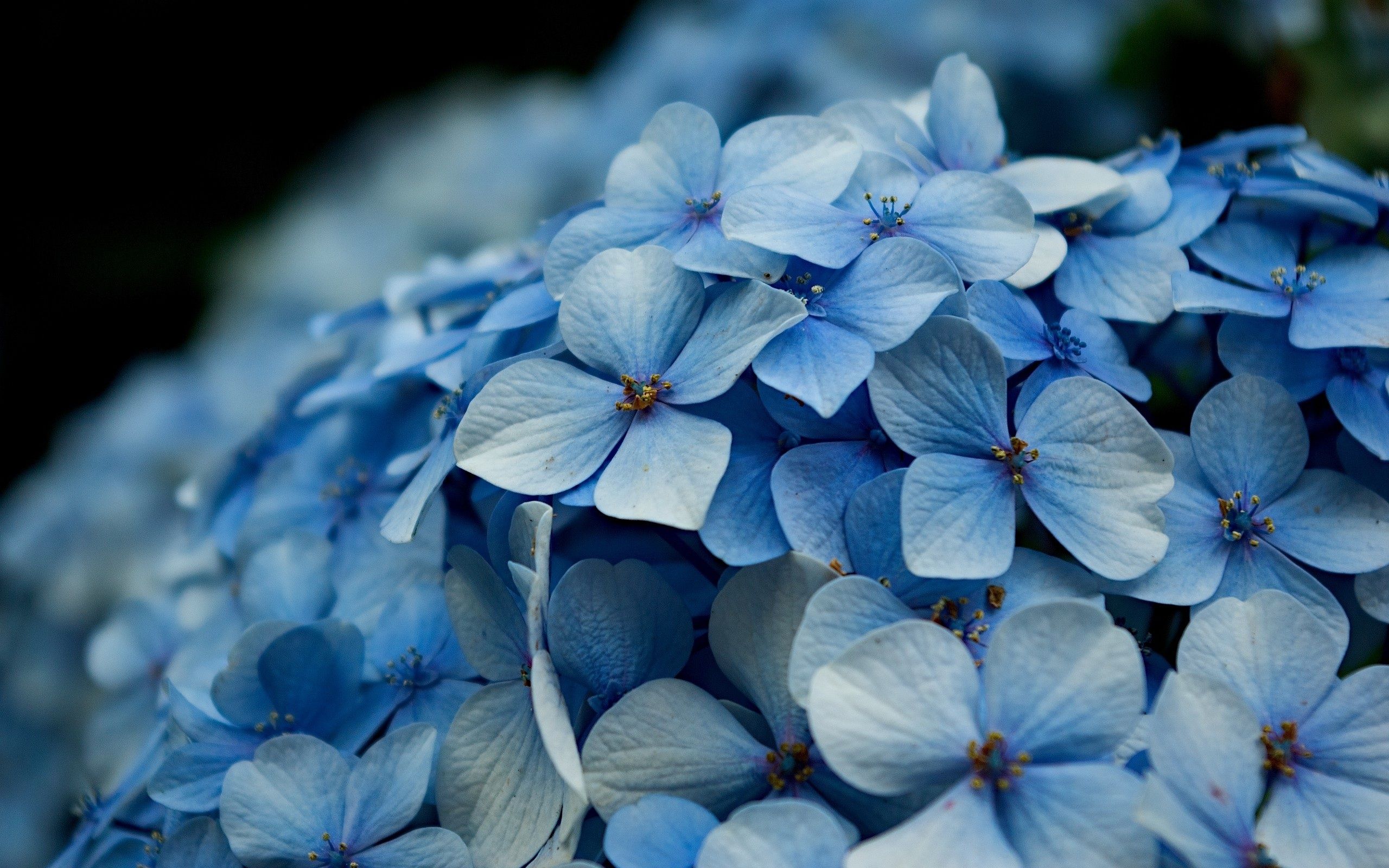 Desktop Background Hydrangea - HD Wallpaper 