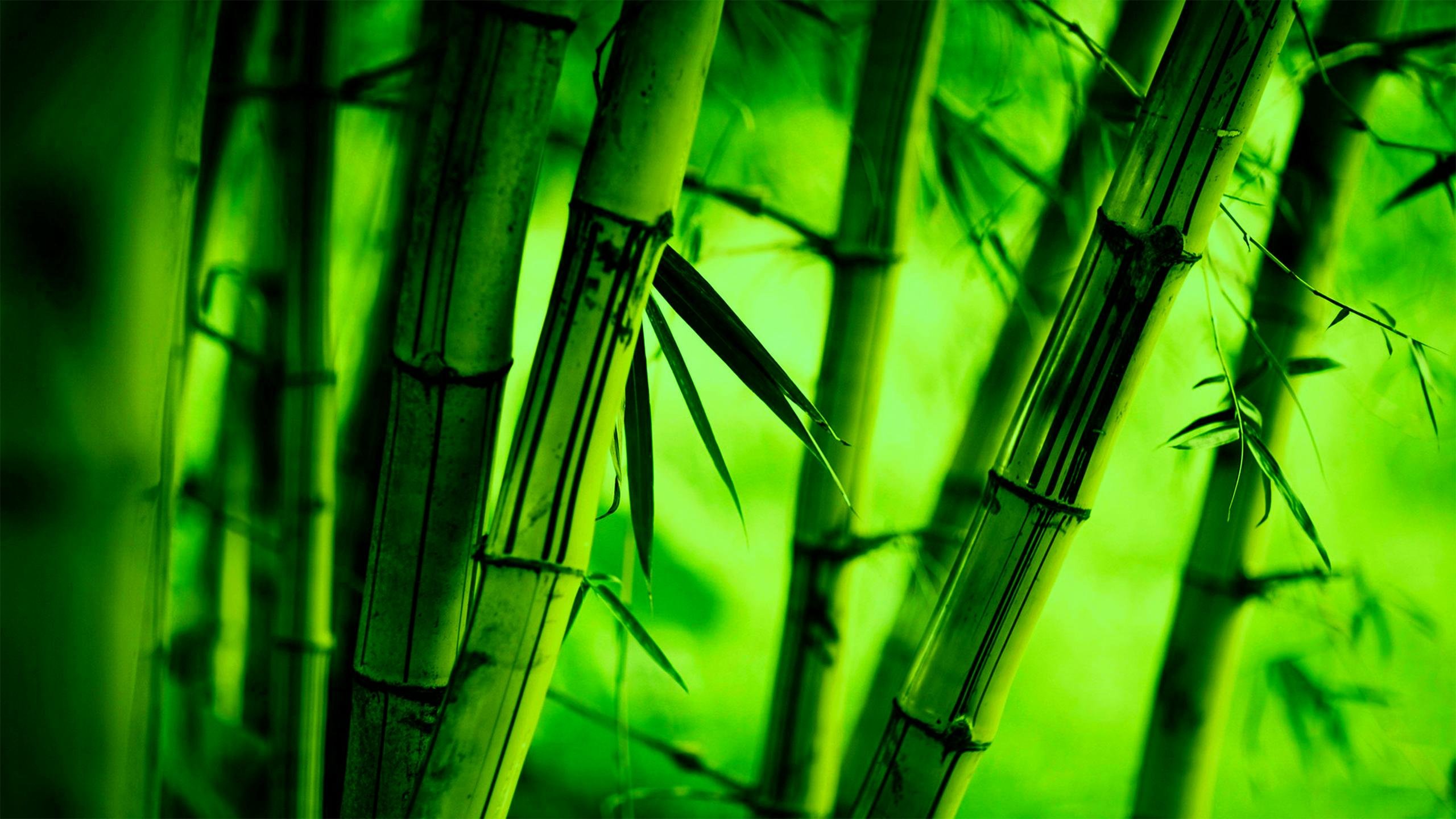 Bamboo Wallpaper 4k - 2560x1440 Wallpaper - teahub.io