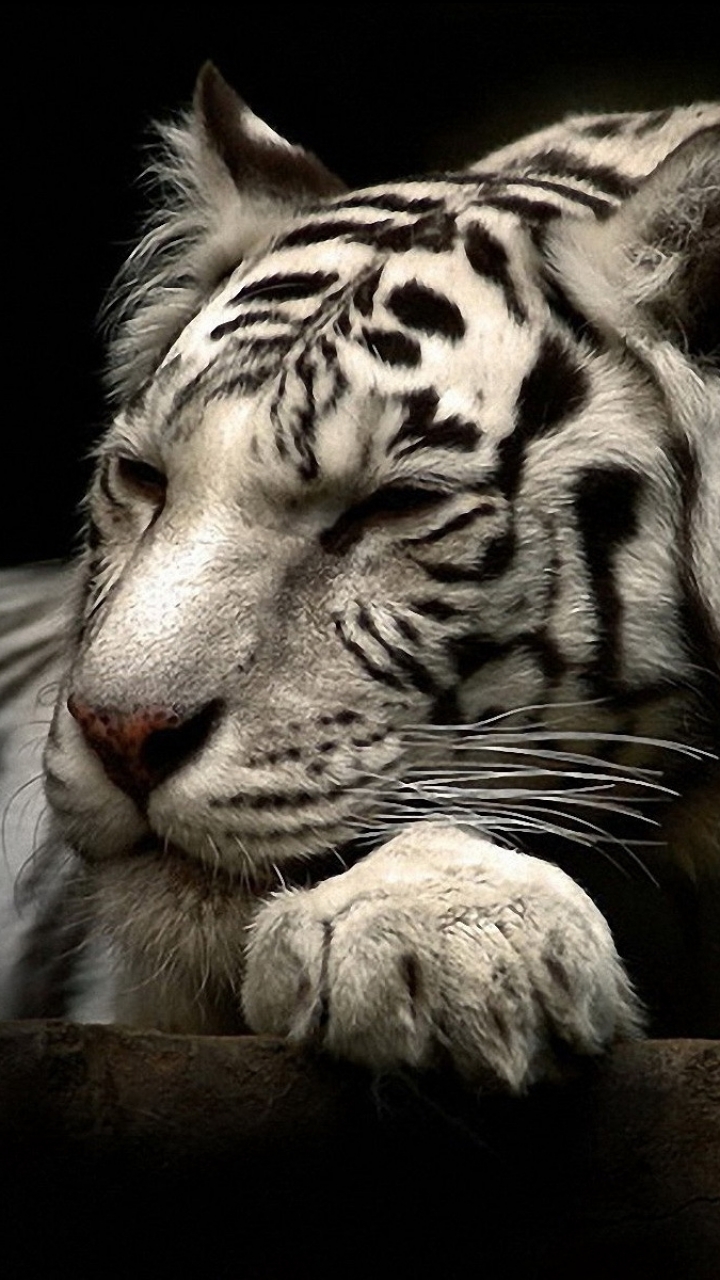 White Tiger Wallpaper For Iphone On Wallpaper 1080p - Hd Mobile Wallpaper  Animals - 720x1280 Wallpaper 