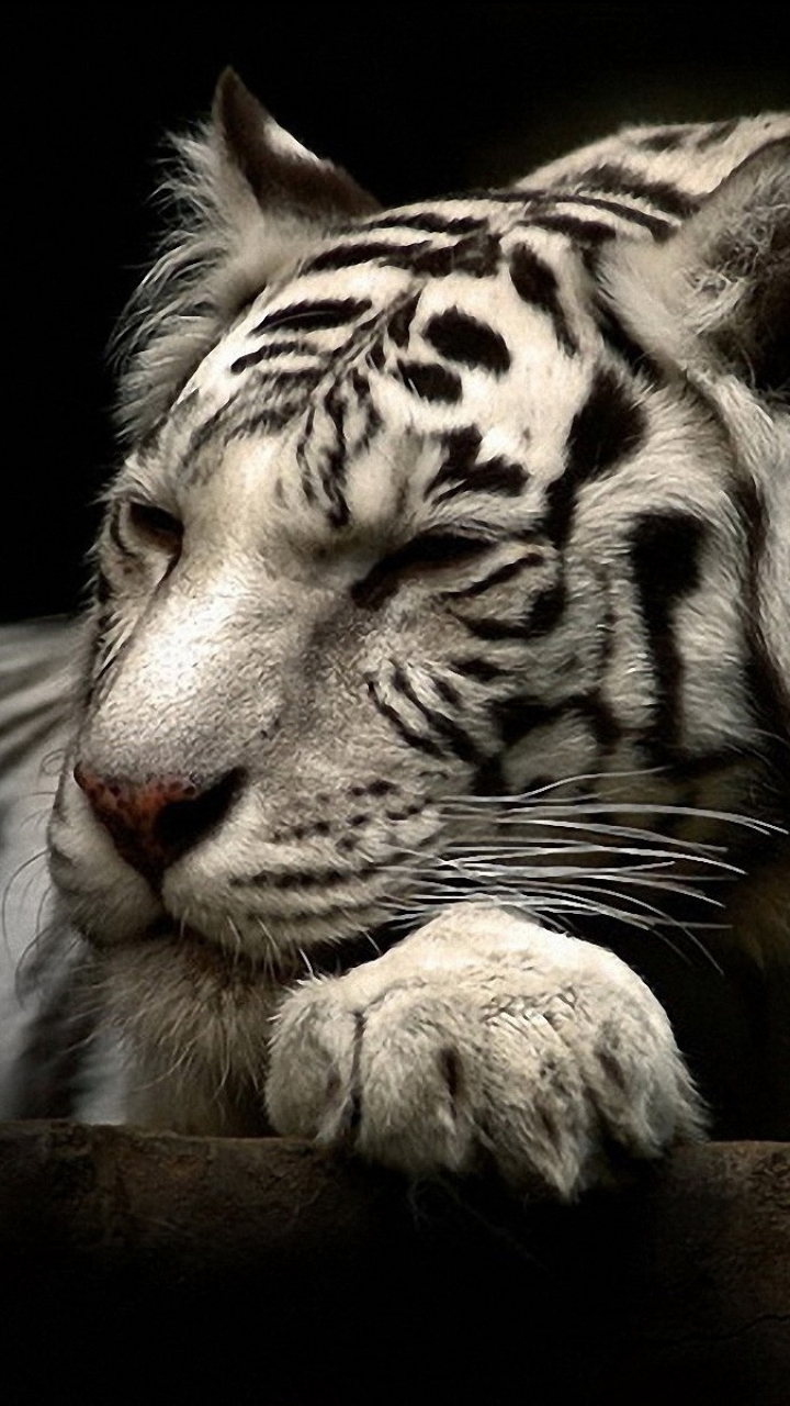 White Tiger Wallpaper For Iphone On Wallpaper 1080p - Hd Mobile Wallpaper Animals - HD Wallpaper 