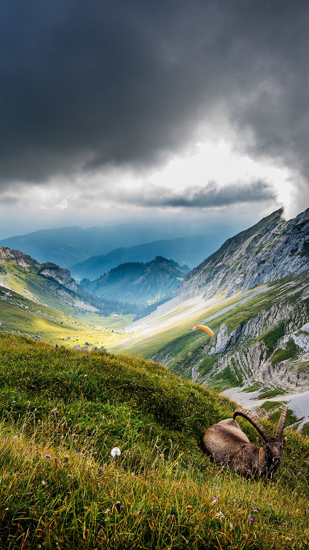 Hd Wallpaper Portrait - Portrait Pictures Of Nature - HD Wallpaper 
