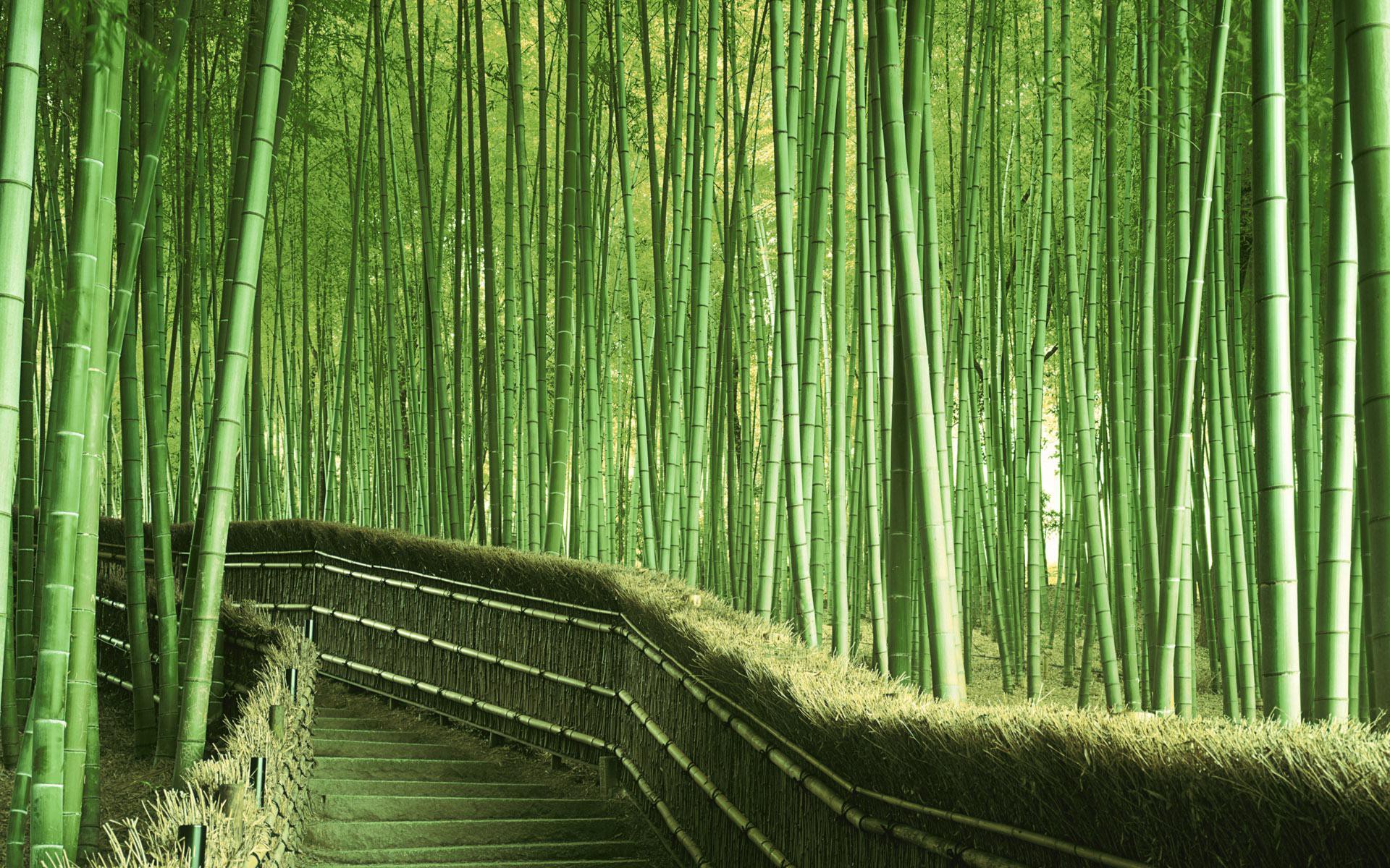 Hd Bamboo - HD Wallpaper 