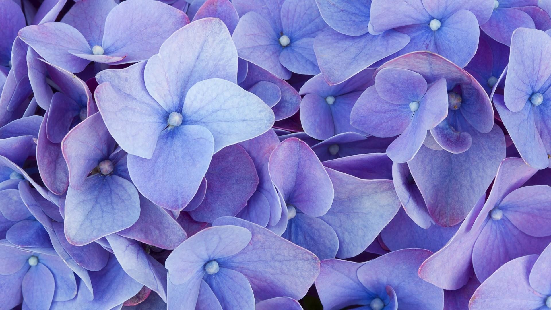 1920x1080, Hydrangea Wallpaper - Blue Four Petal Flower - HD Wallpaper 