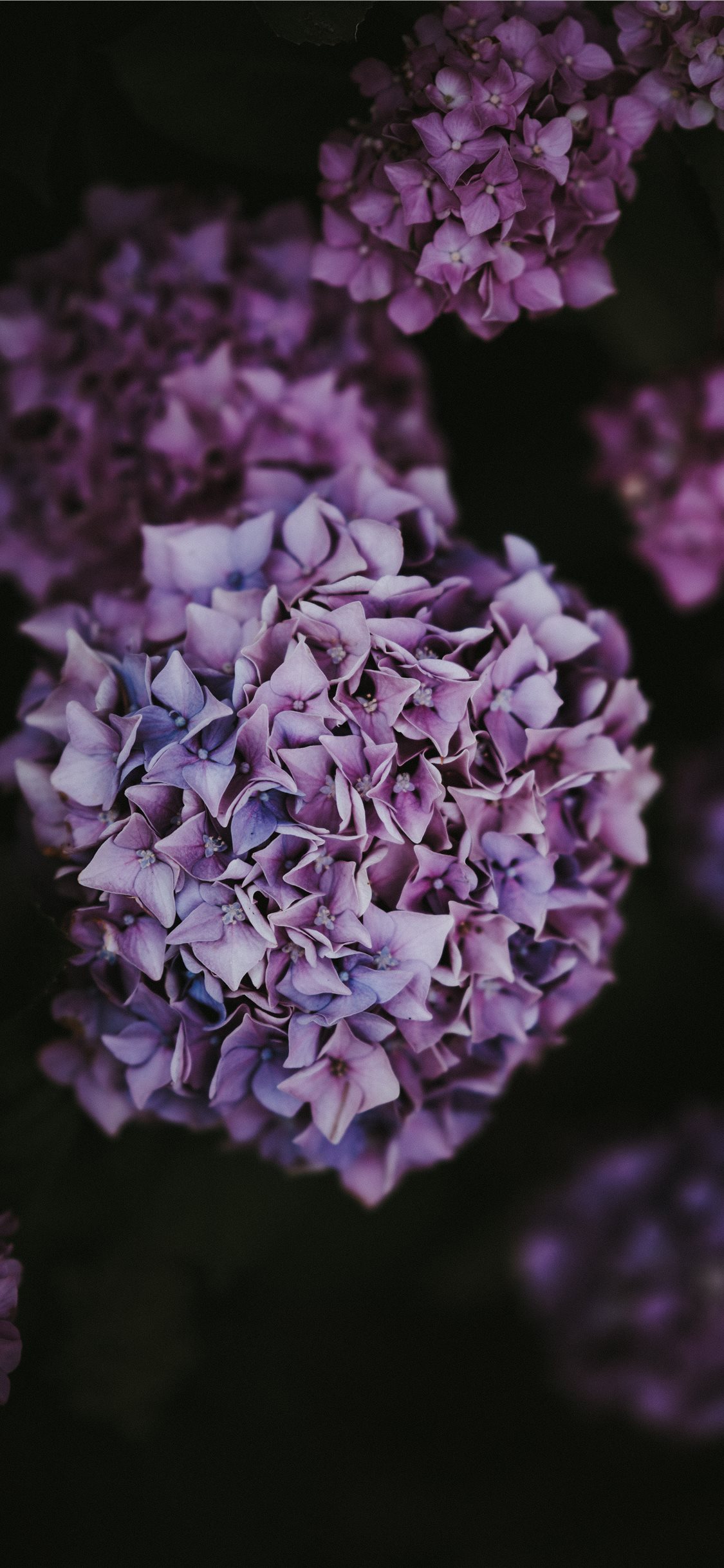 Hydrangea Wallpaper Iphone - HD Wallpaper 