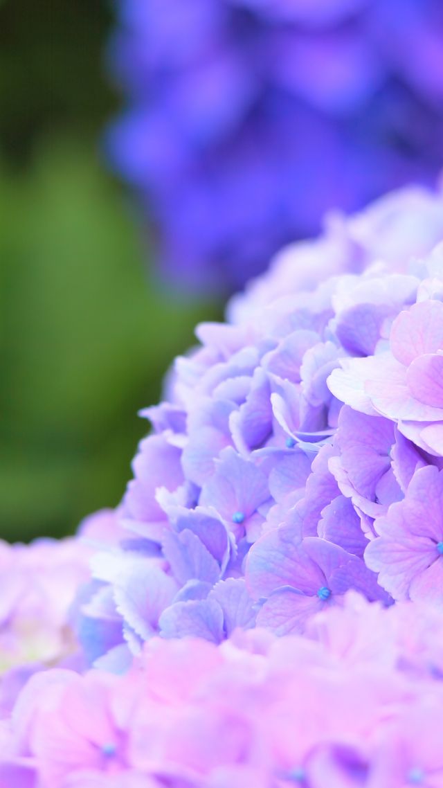 Hydrangea, Macro, 4k, 5k - High Resolution Vertical Flower - HD Wallpaper 