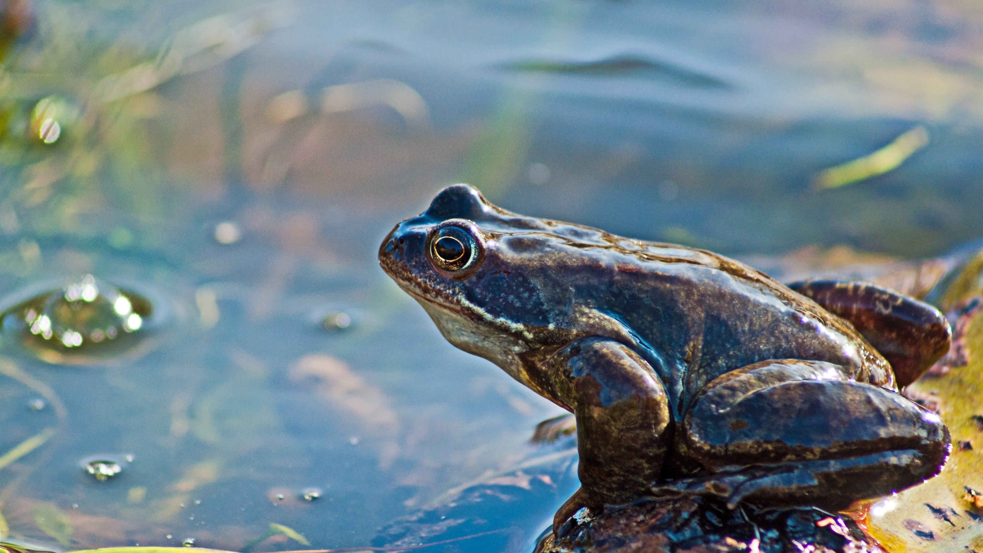 Frog 4k Wallpaper - Uk Common Frog - HD Wallpaper 