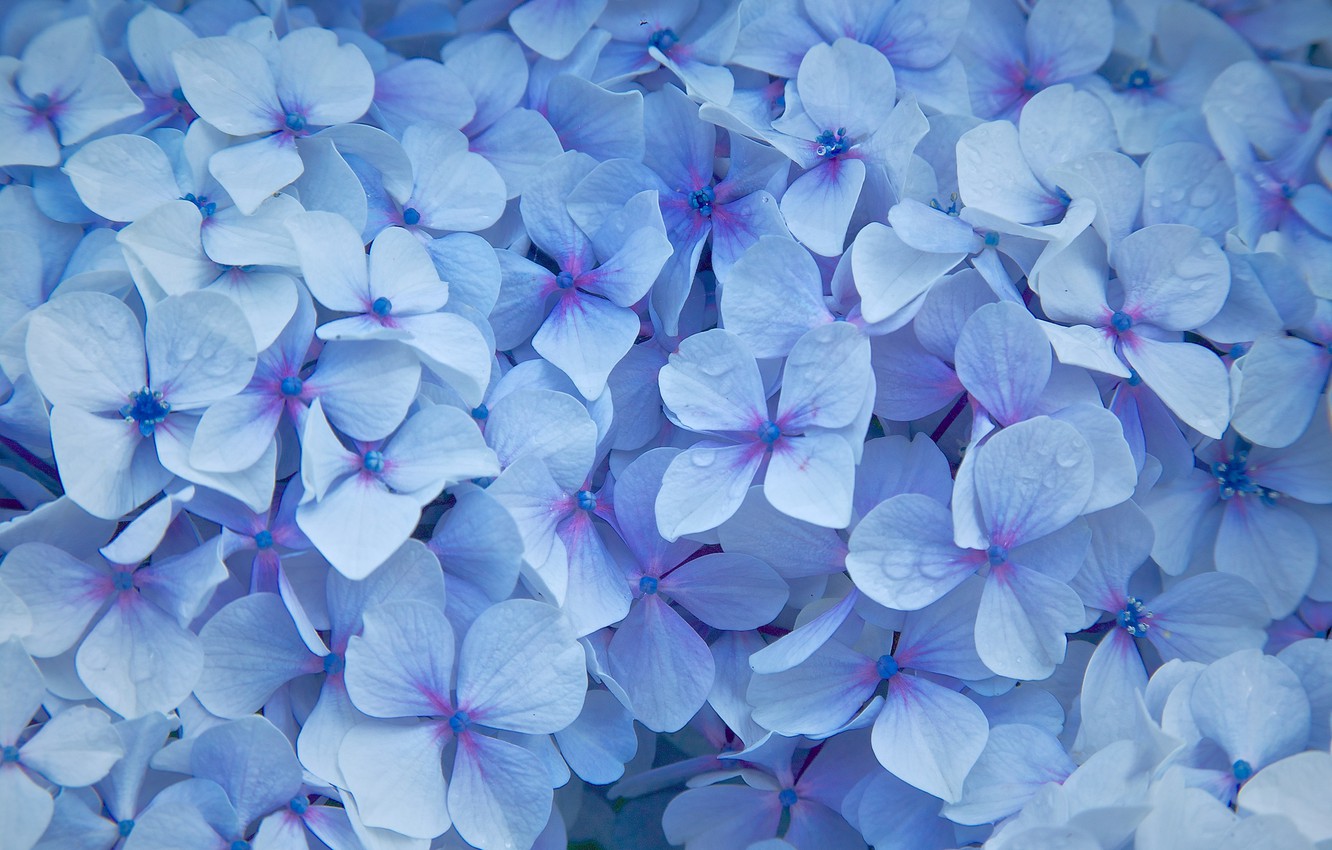 Photo Wallpaper Flowers, Droplets, Petals, Blue, Hydrangea - Blue Hydrangea - HD Wallpaper 
