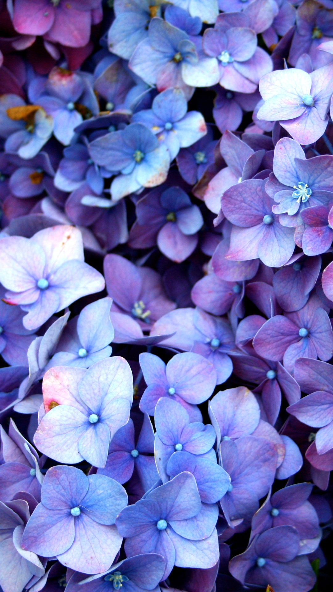 Purple Hydrangea - HD Wallpaper 