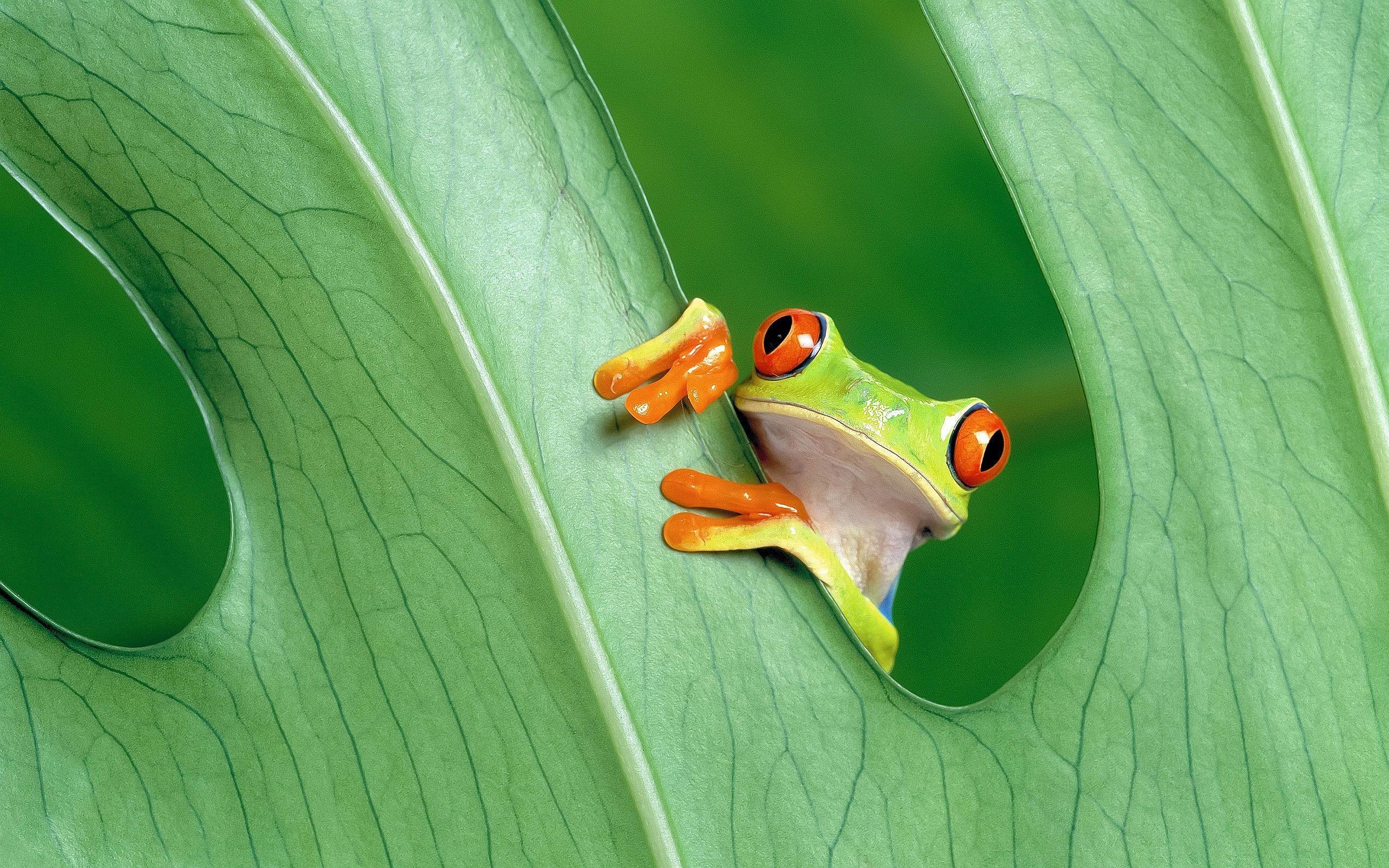 Red Eyed Tree Frog Wallpapers - Mac Wallpaper Frog - HD Wallpaper 
