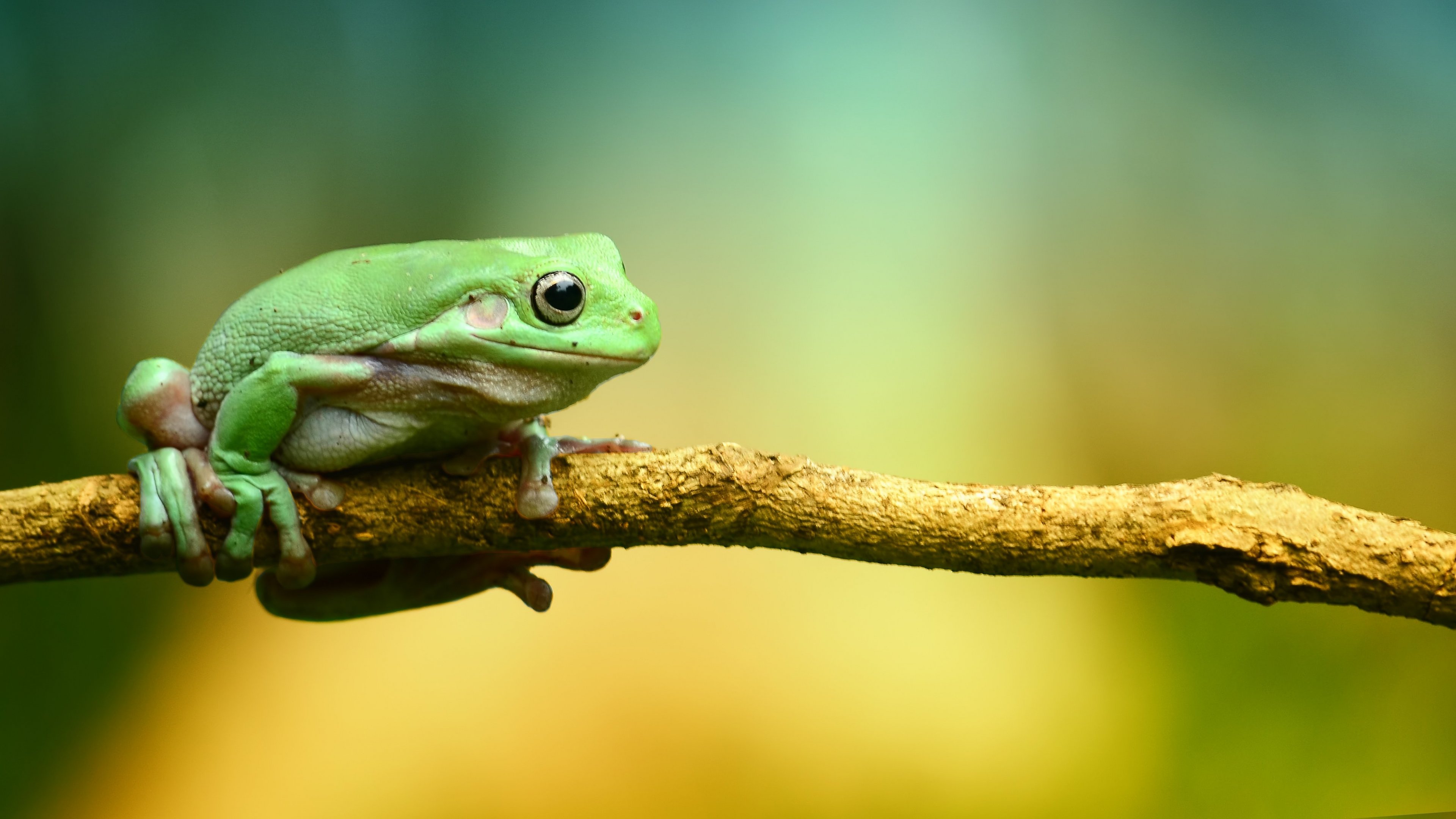 Frog Wall Paper - 3840x2160 Wallpaper Frog Wall Paper - 3840x2160 Wallpaper