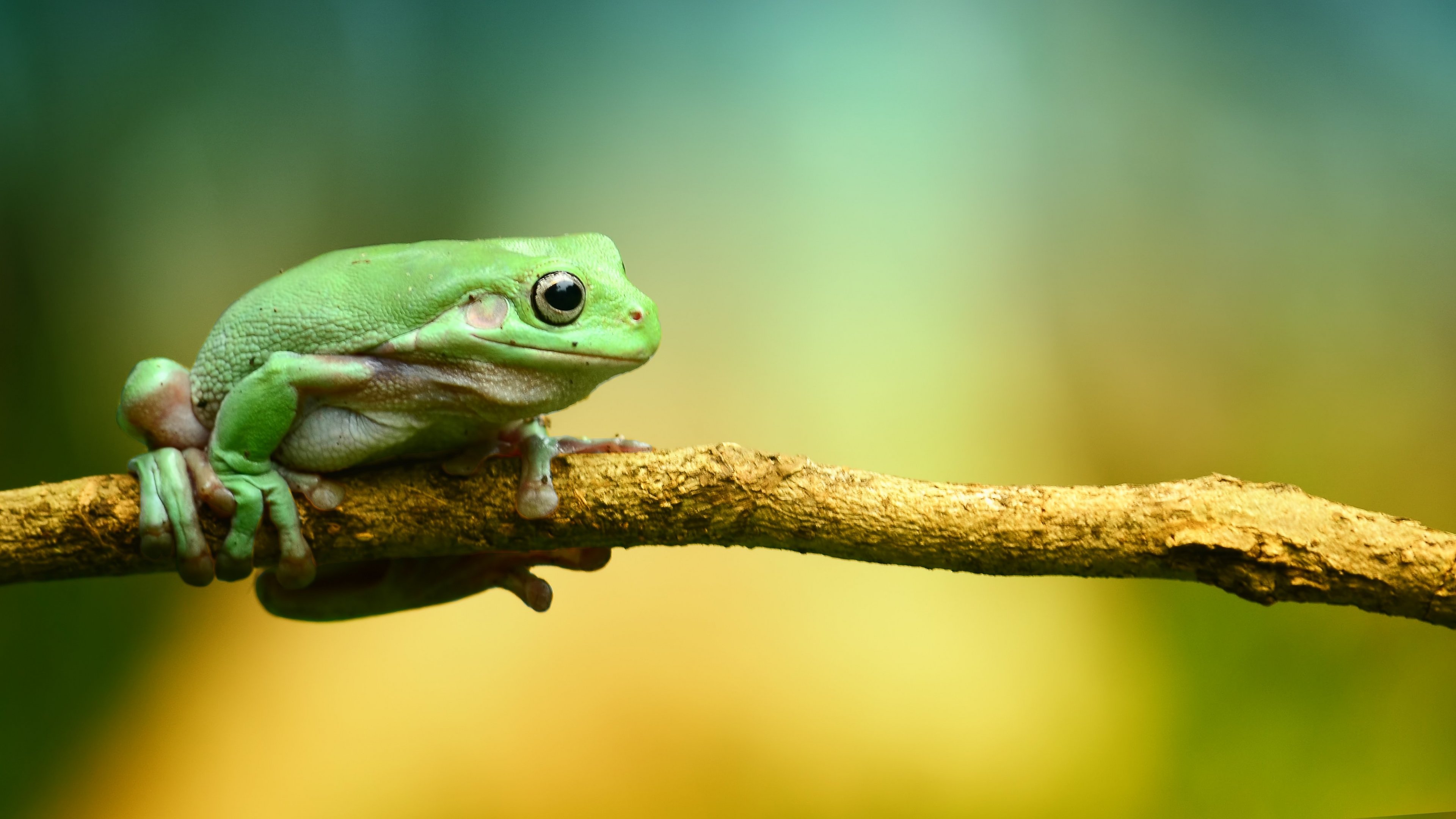 Frog Wall Paper - HD Wallpaper 