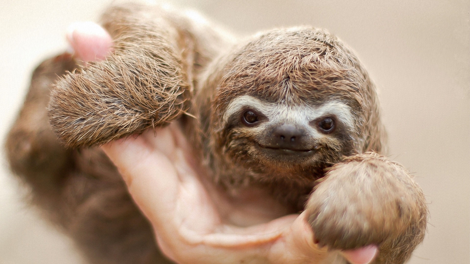 Cute Baby Sloth Hd - HD Wallpaper 