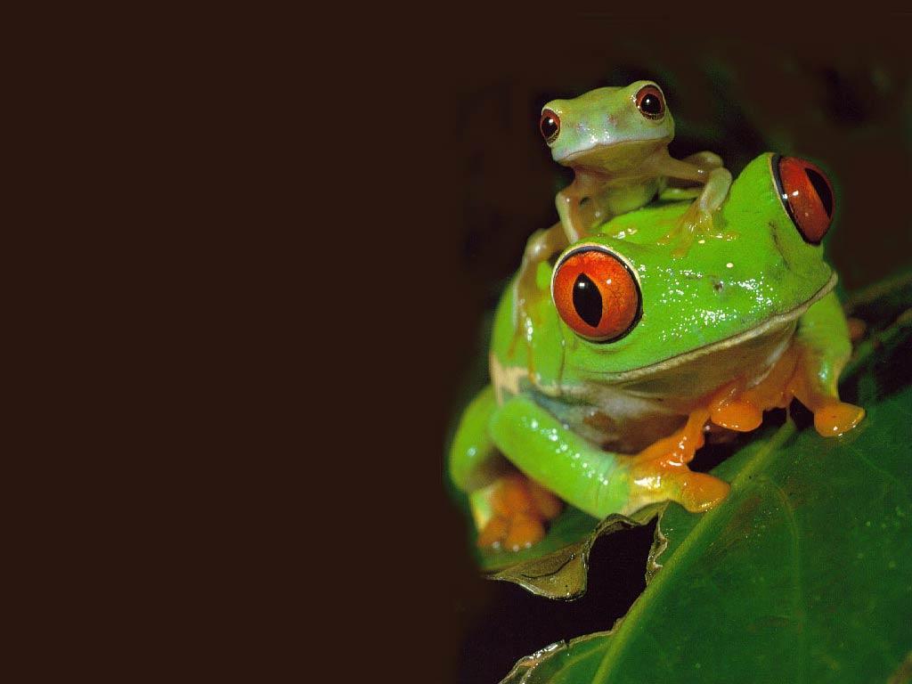 Free Frog Wallpapers 
 Data-src /full/781432 - Cute Red Eyed Tree Frog - HD Wallpaper 