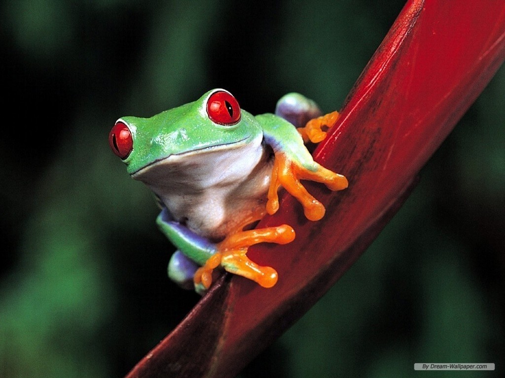 Frog Wallpaper - Red Eyed Tree Frog - HD Wallpaper 