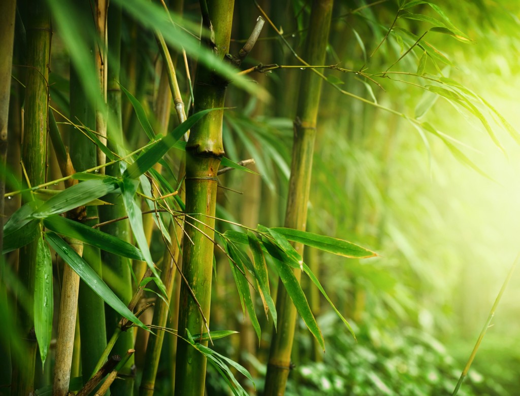 High Resolution Bamboo Tree - HD Wallpaper 