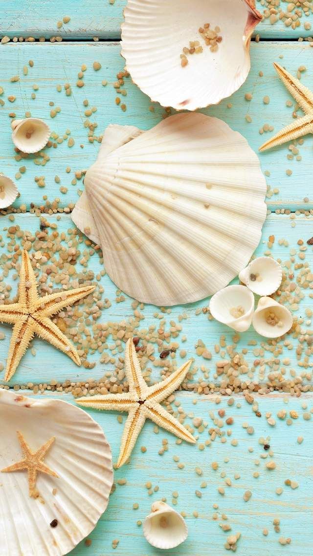 Seashell Beach Wallpaper Iphone - HD Wallpaper 