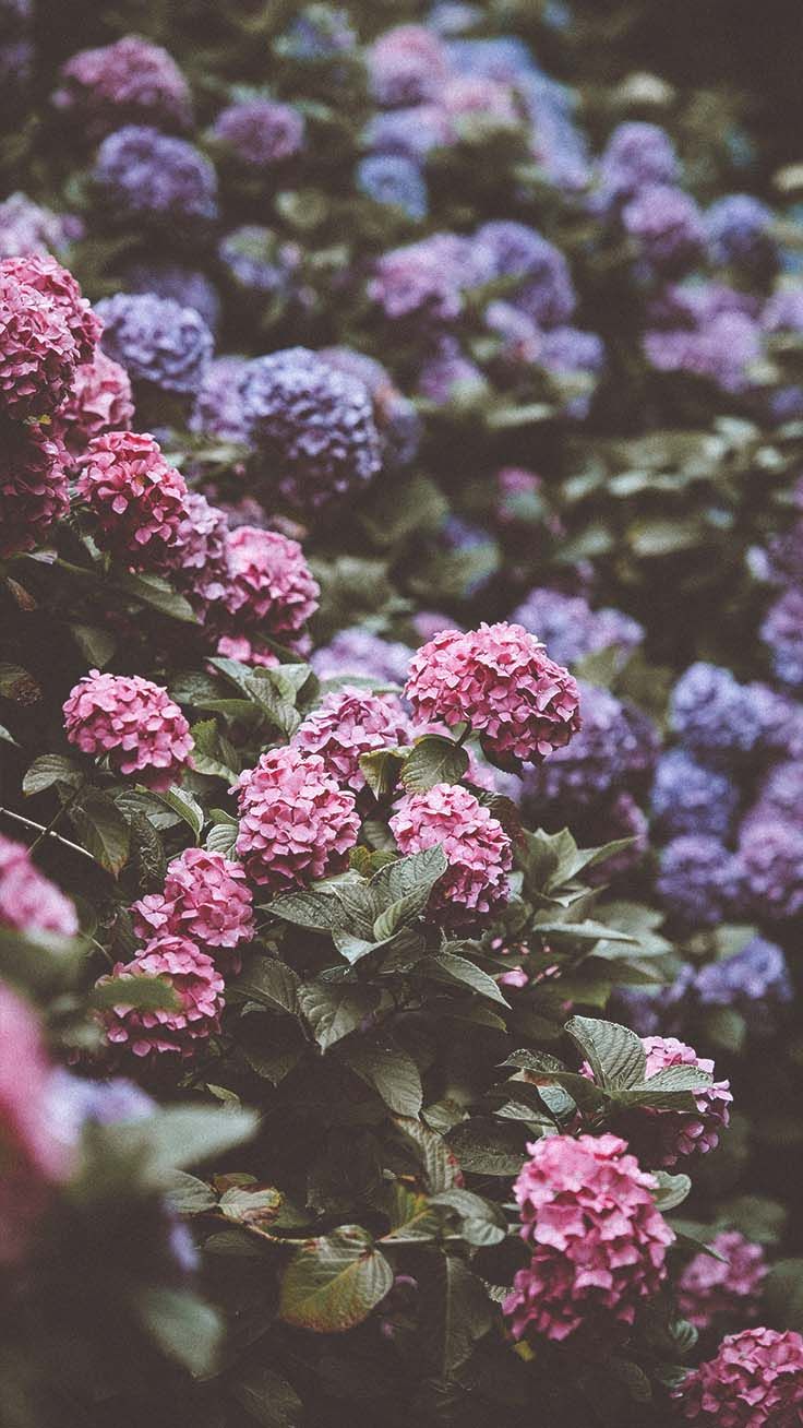 Iphone Xs Background Hydrangea - HD Wallpaper 