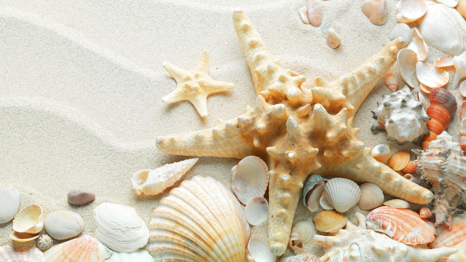 1920x1080, Starfish And Seashells On Sand Wallpaper - Sea Shells And Sand - HD Wallpaper 