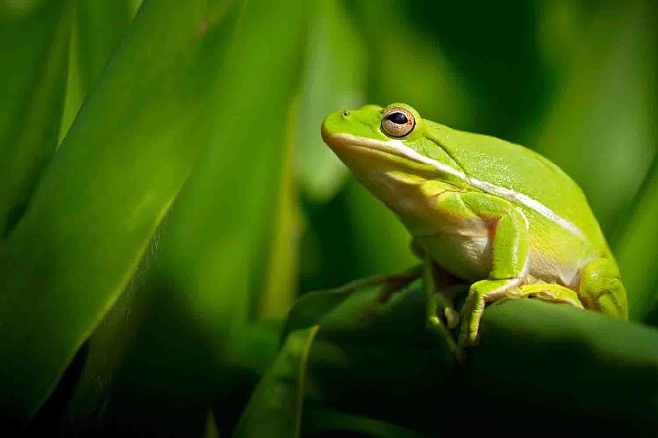 Frog Wallpaper - Frog - HD Wallpaper 