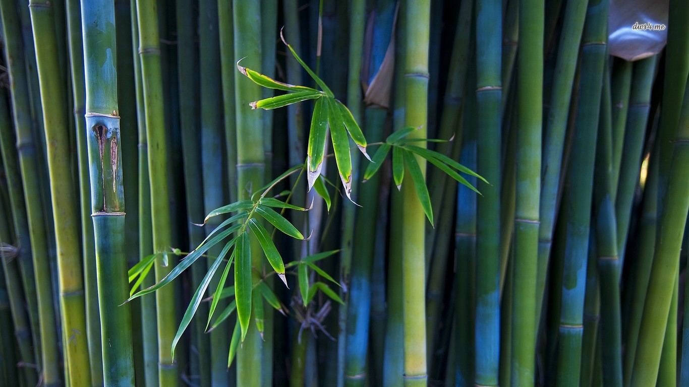 Bamboo Wallpaper 27 - Hd Wallpaper Bamboo - HD Wallpaper 