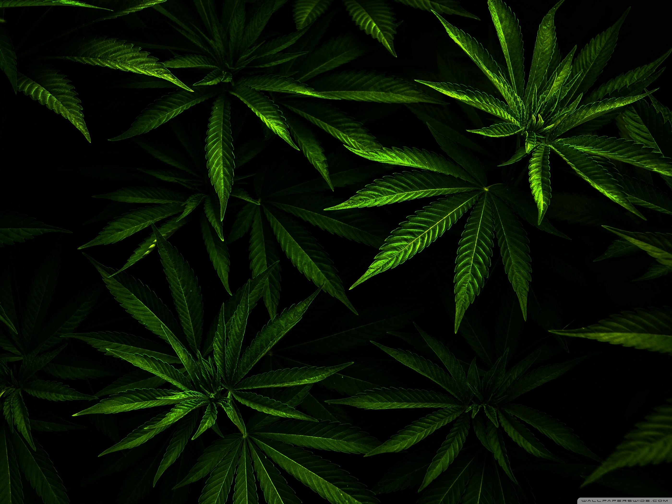 Weed Wallpaper 4k - HD Wallpaper 