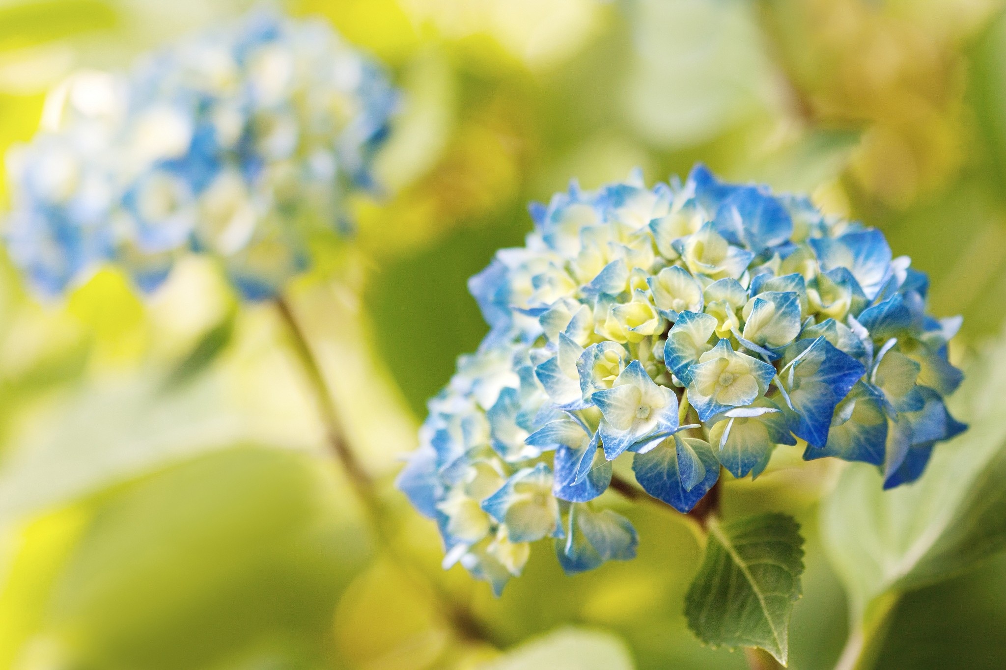 Hd Hydrangea Wallpaper - HD Wallpaper 
