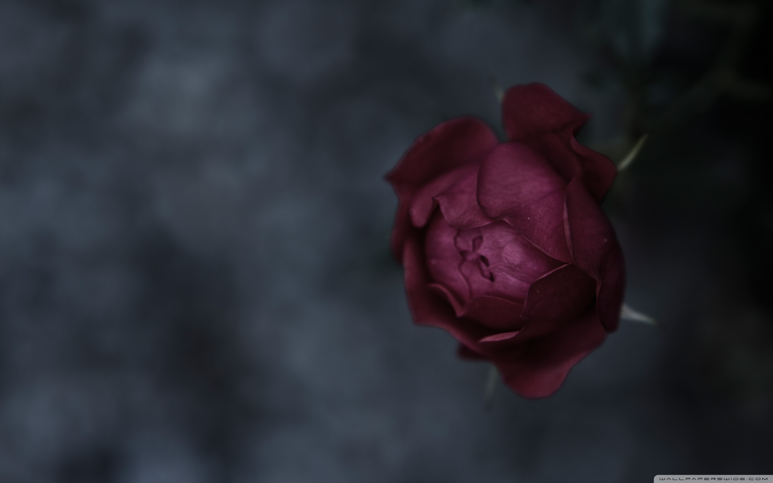 Burgundy Wallpaper Hd - HD Wallpaper 