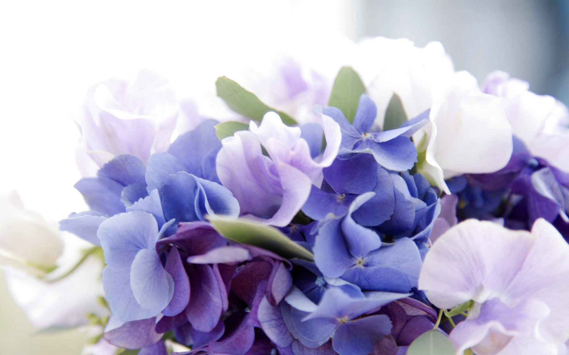 Hydrangea Wallpaper - HD Wallpaper 