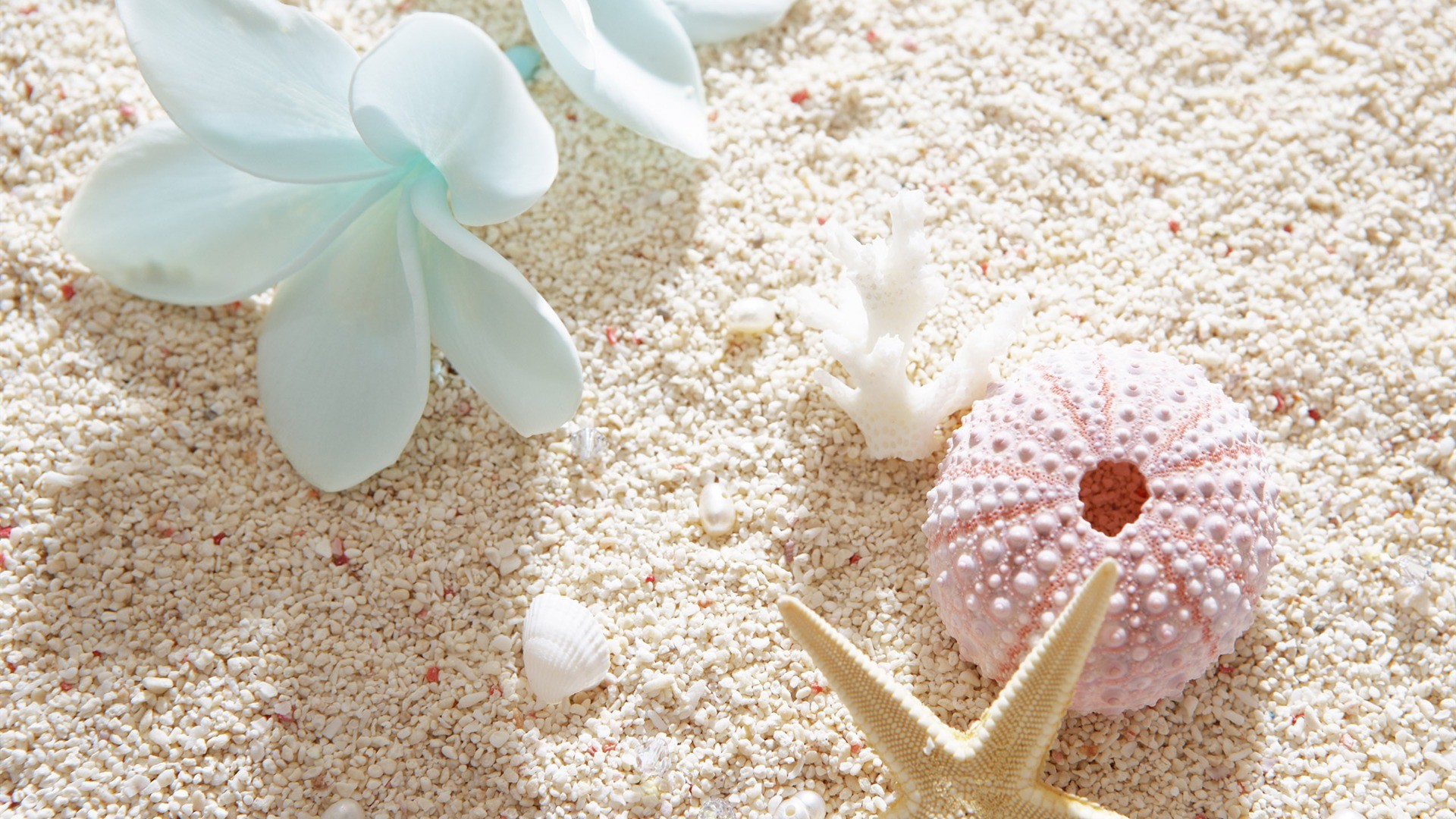 Shell Awesome Hd Wallpapers 2015 - Flowers And Shells On The Beach - HD Wallpaper 