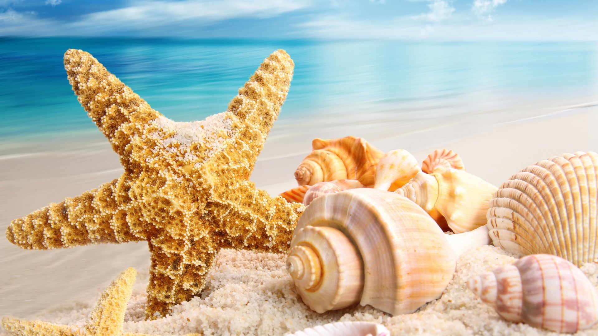 1920x1080, Beach Summer Seashells Sands Shell Ocean - Beach Shell - HD Wallpaper 