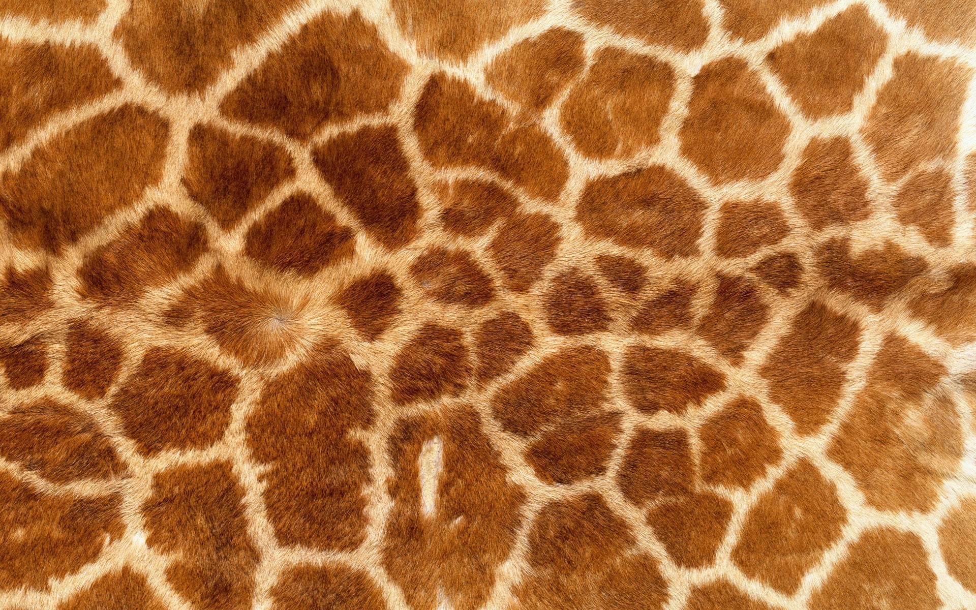 Giraffe Texture - HD Wallpaper 