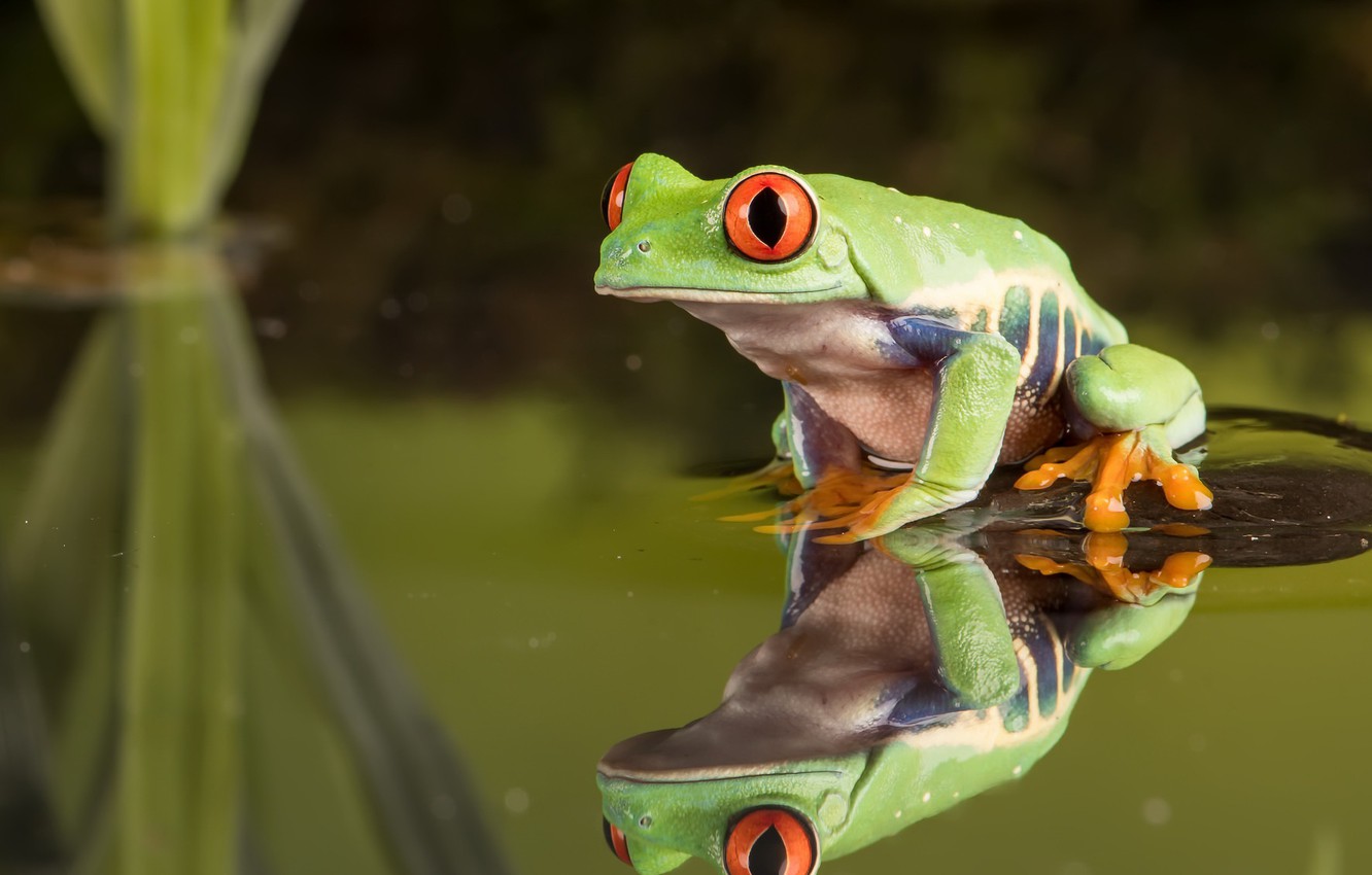 Photo Wallpaper Nature, Background, Red Eyed Tree Frog - 4 Red Eyed Tree Frogs - HD Wallpaper 