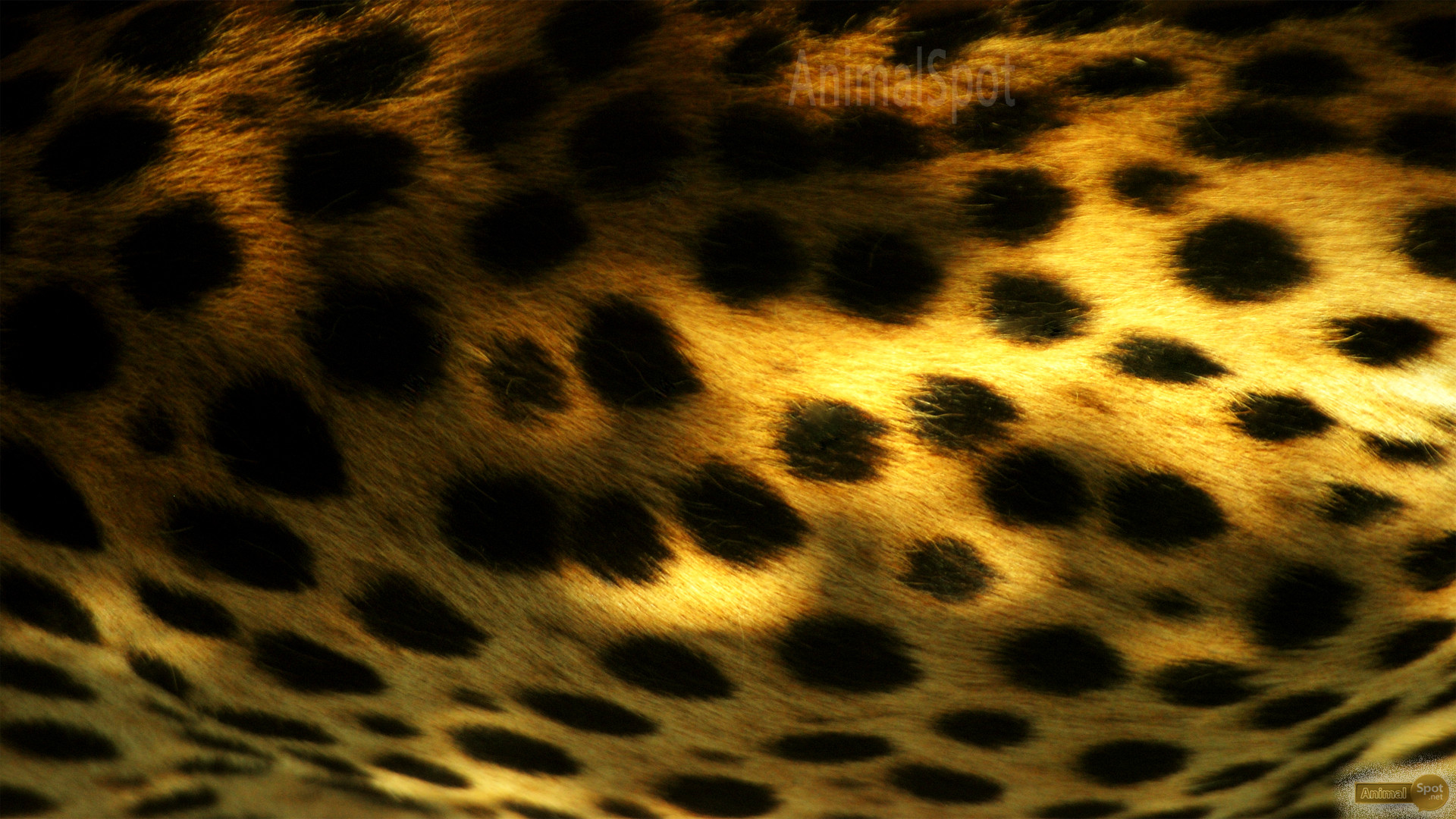Cheetah Print Wallpapers 
 Src Most Popular Pictures - Desktop Wallpaper Cheetah Print - HD Wallpaper 