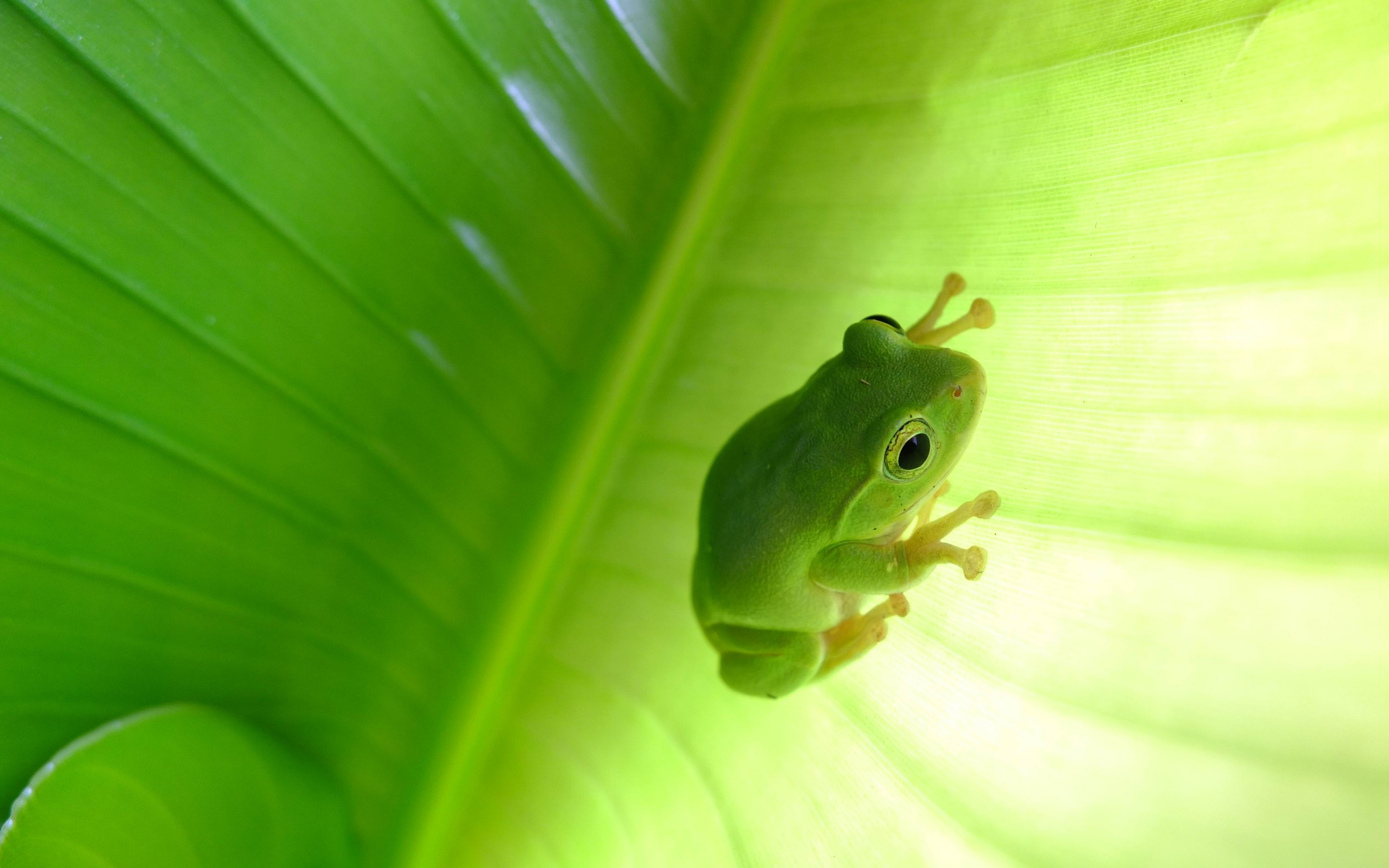 Green Tree Frog Background - HD Wallpaper 