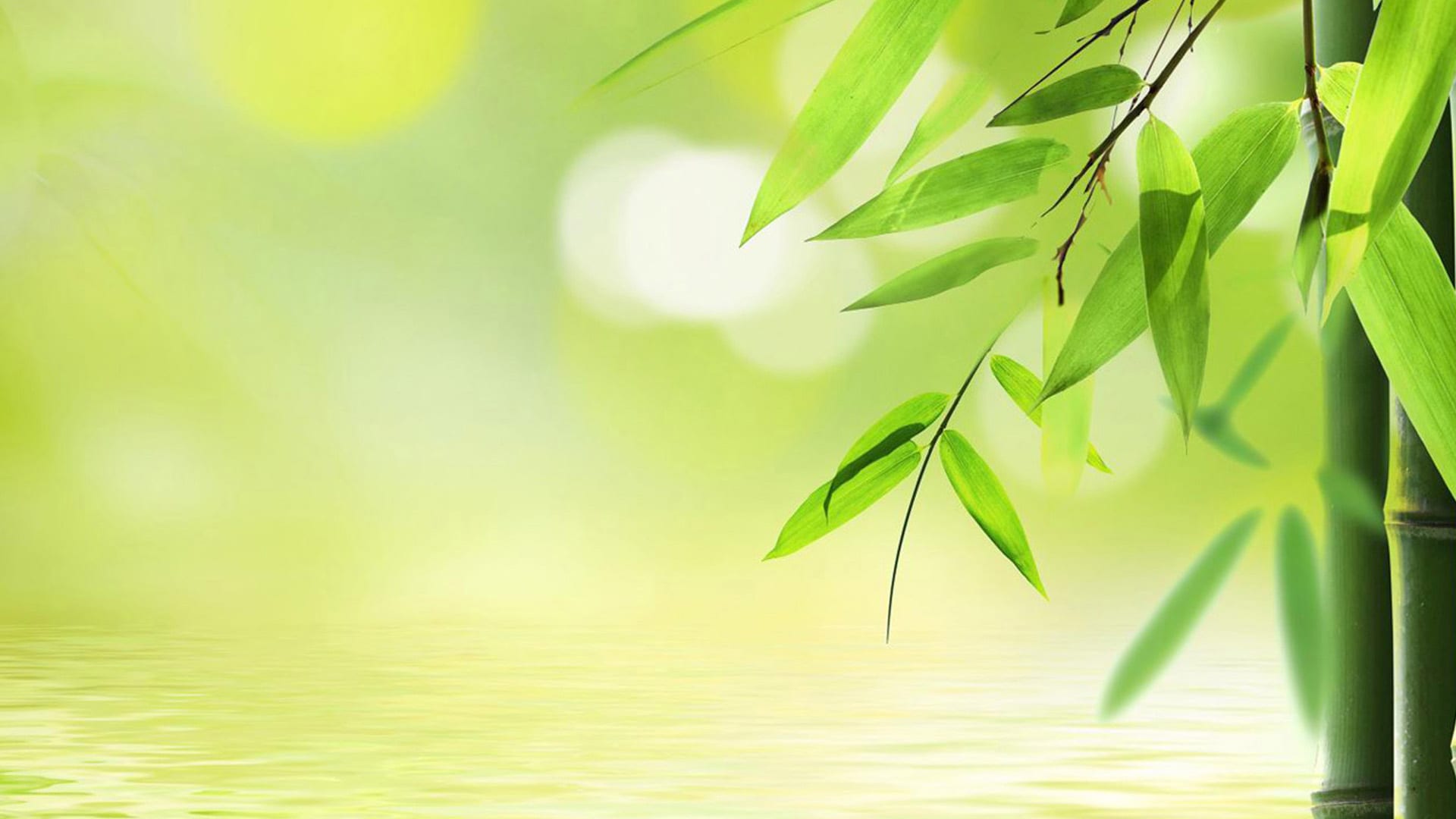 Green Bamboo Leaves Background - HD Wallpaper 