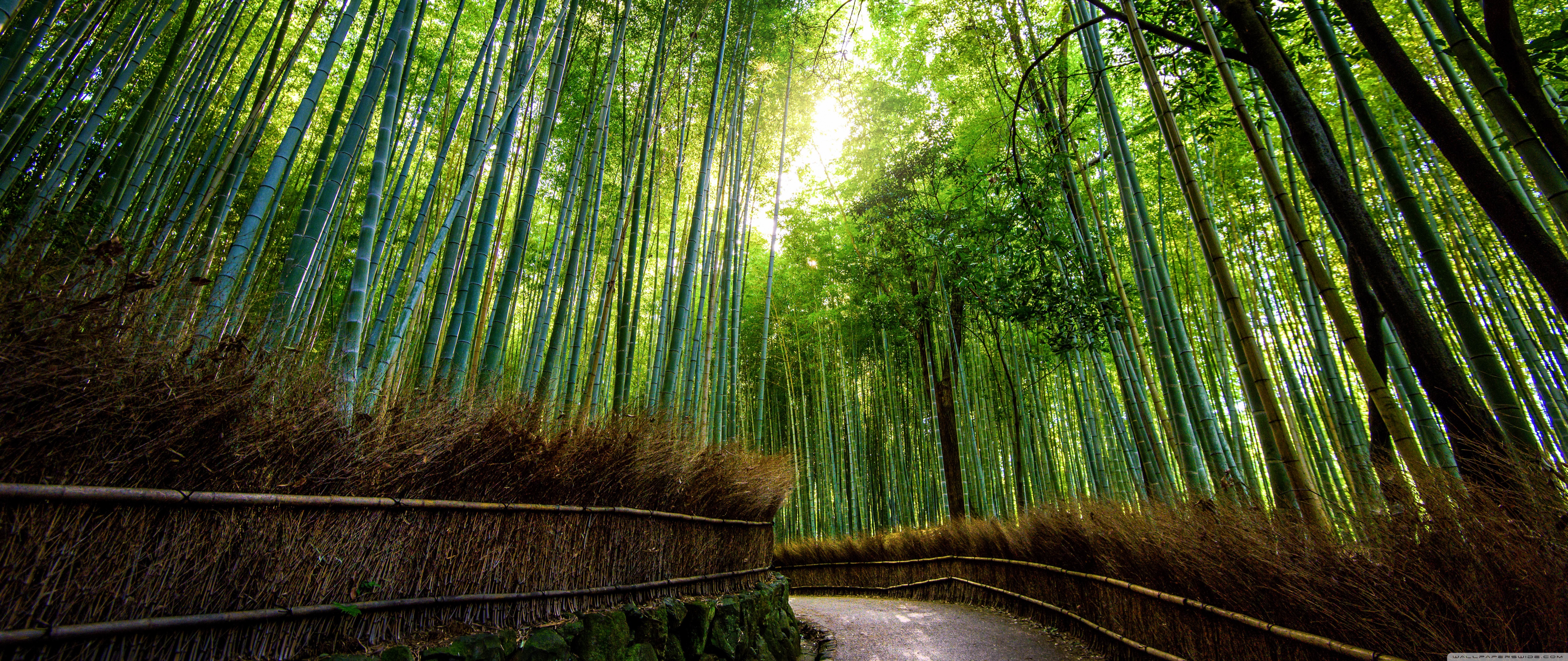 Bamboo Forest 4k - HD Wallpaper 