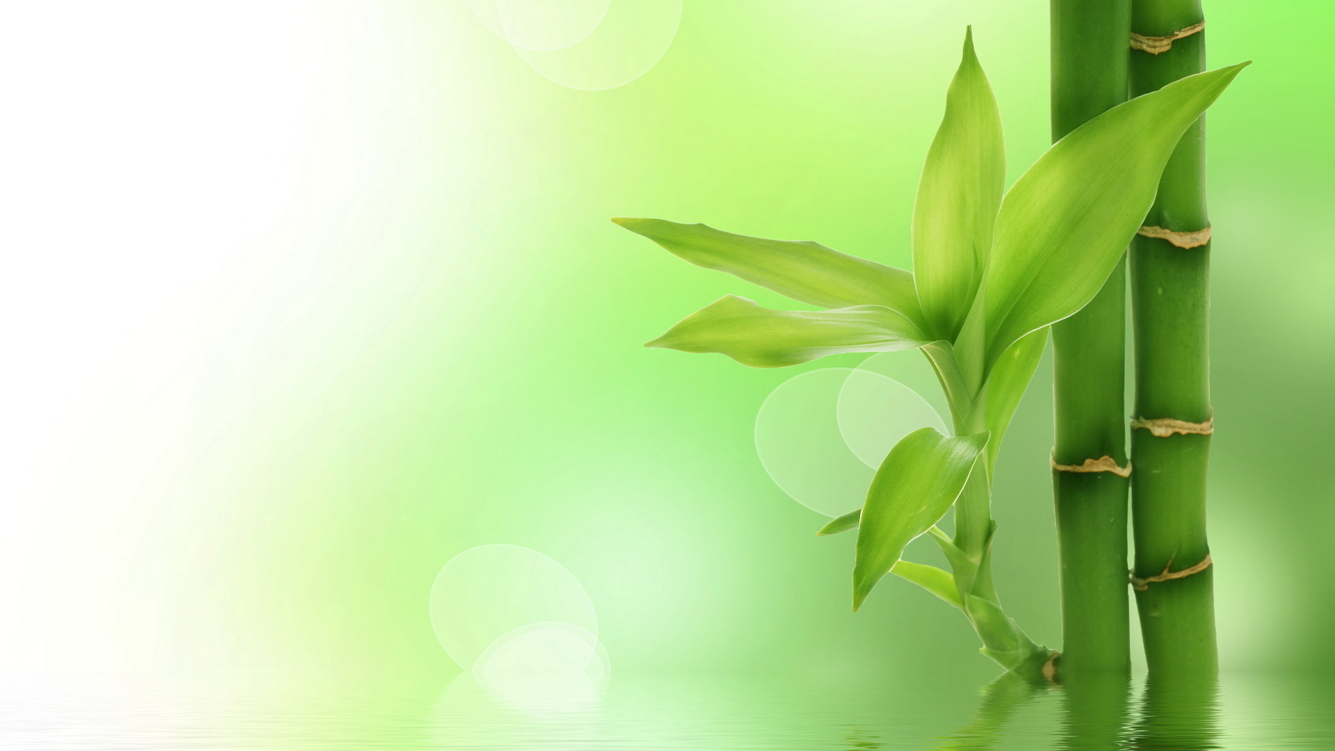 Free Bamboo High Quality Wallpaper Id - Nature Green And White Background - HD Wallpaper 