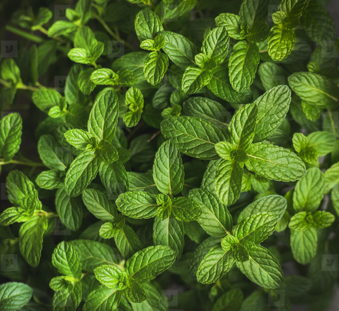 Mint Leaves Background - HD Wallpaper 