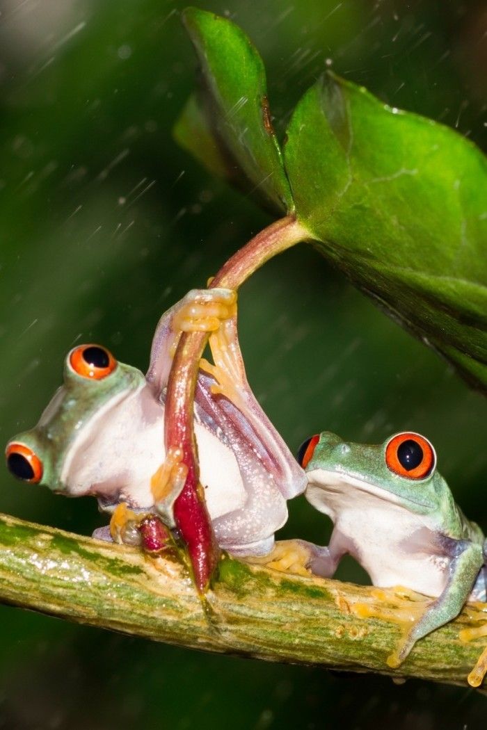 Frog Couple - HD Wallpaper 
