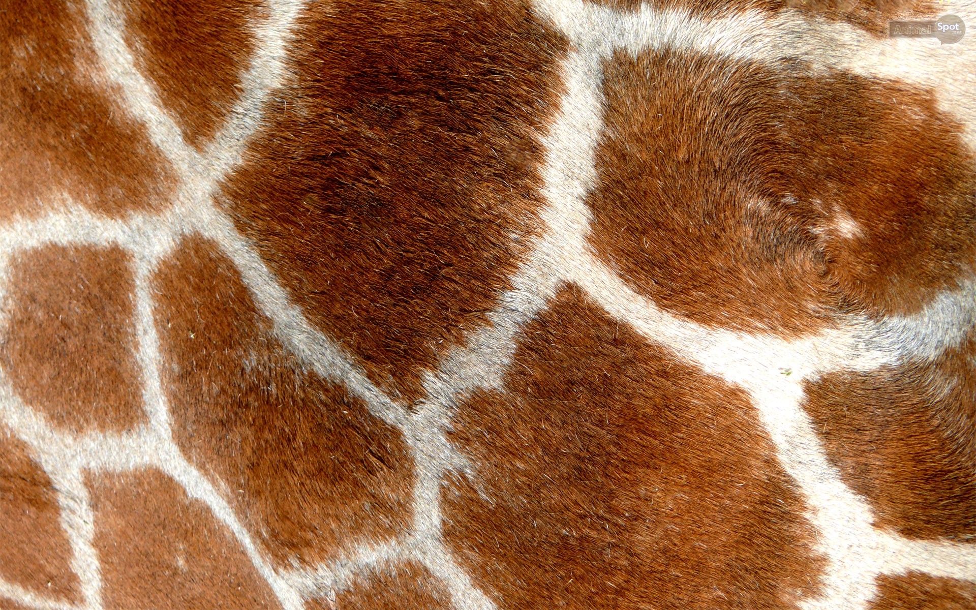 Giraffe Spots Up Close - HD Wallpaper 