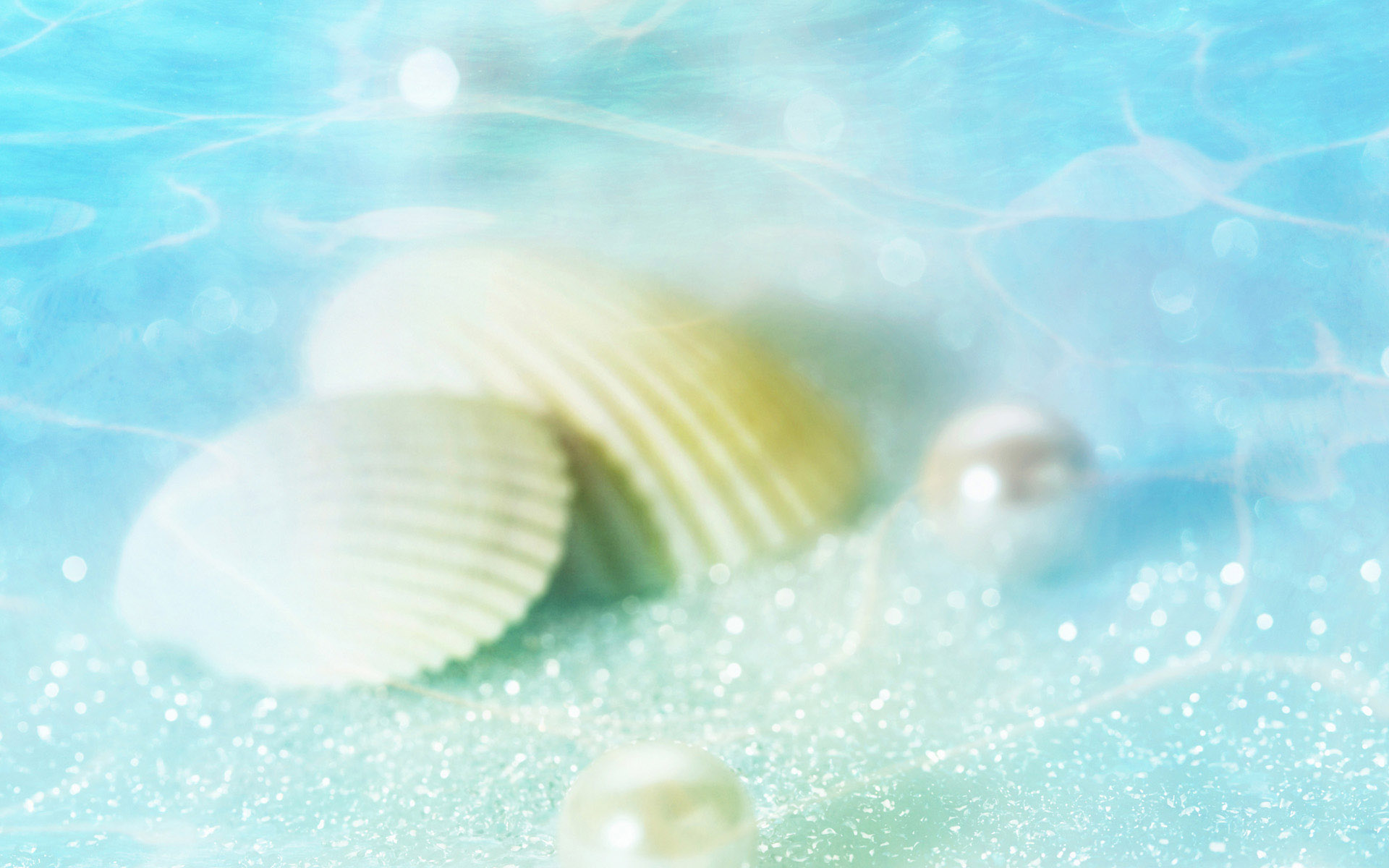 Seashell Backgrounds - HD Wallpaper 