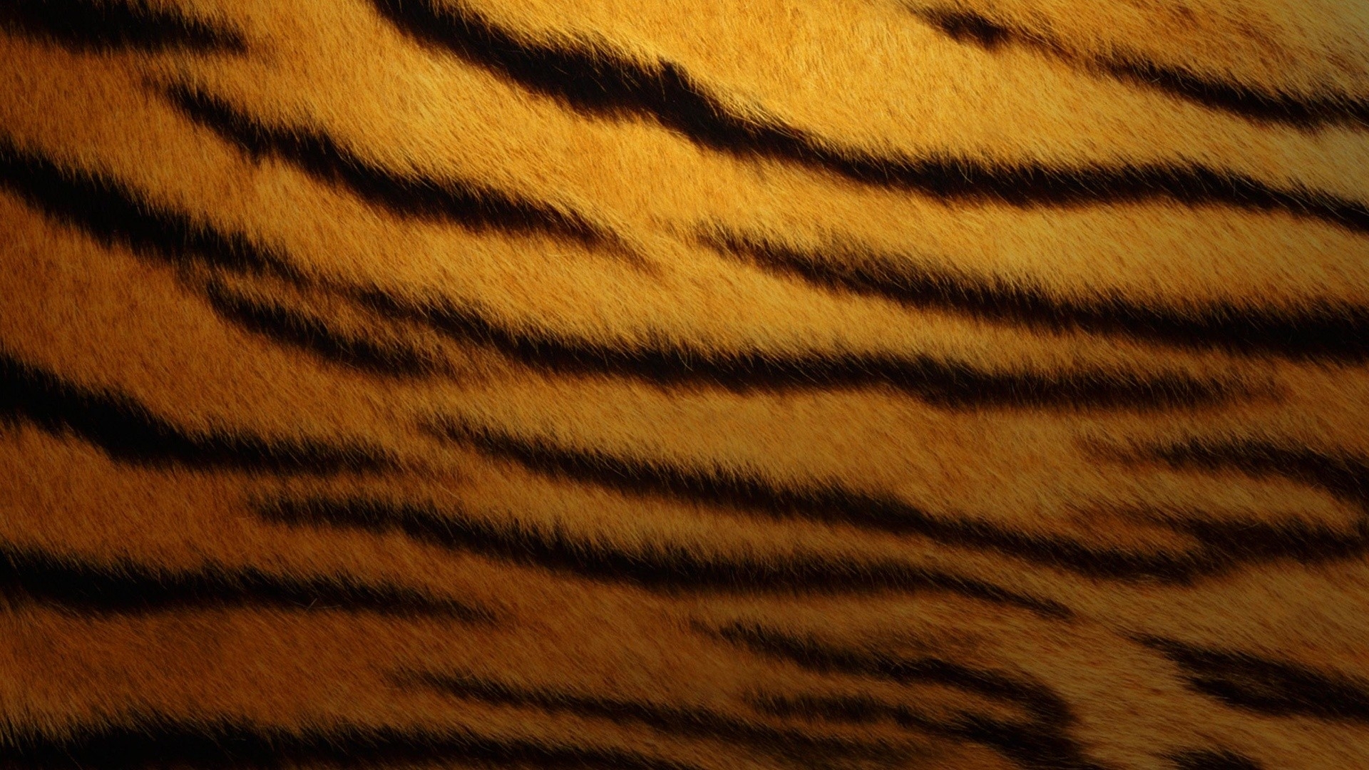 Tiger Wallpaper Skin - HD Wallpaper 