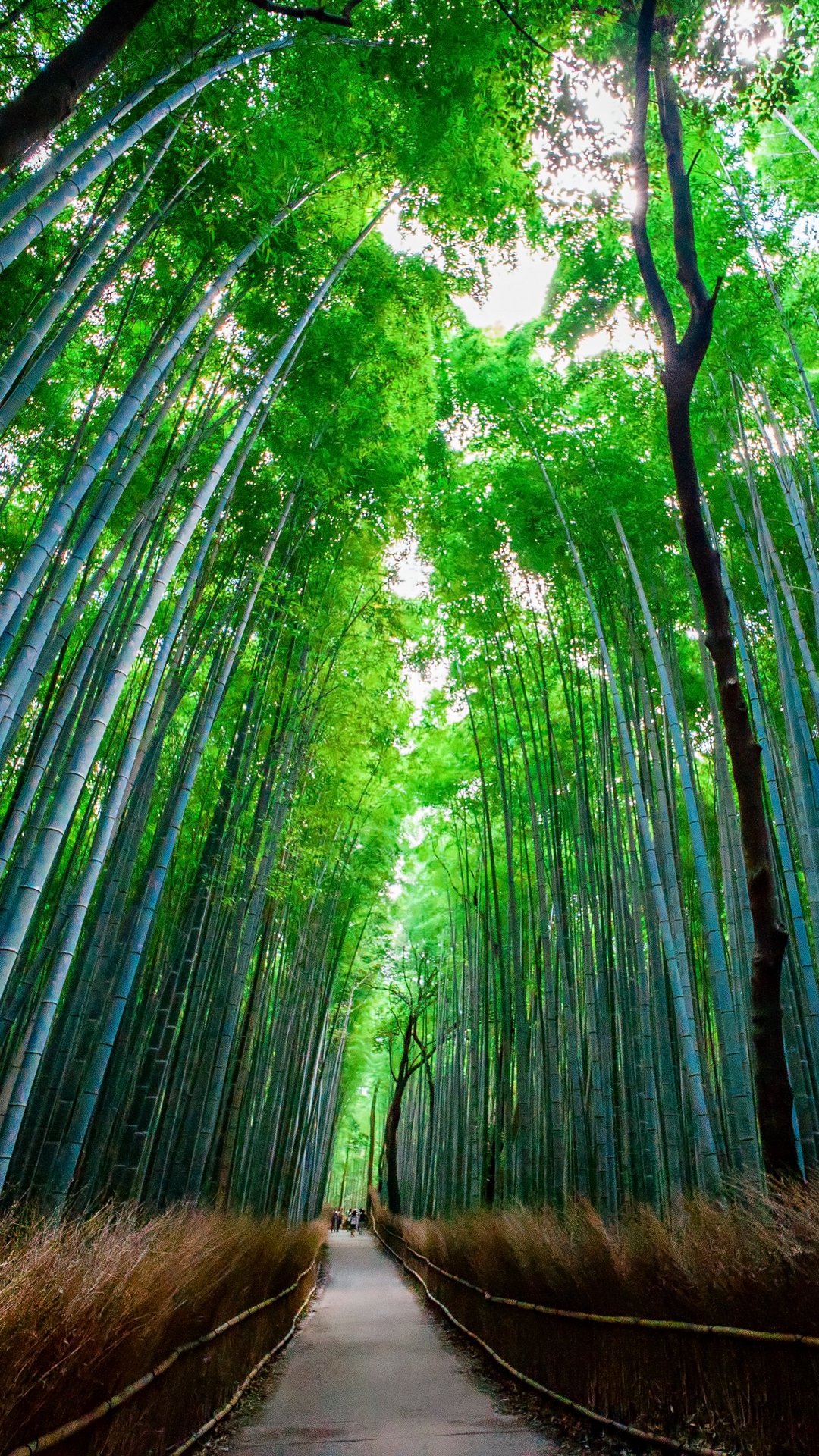 Wallpaper Bamboo, Forest, Trees, Bottom View - Forests And Woodlands In Japan - HD Wallpaper 