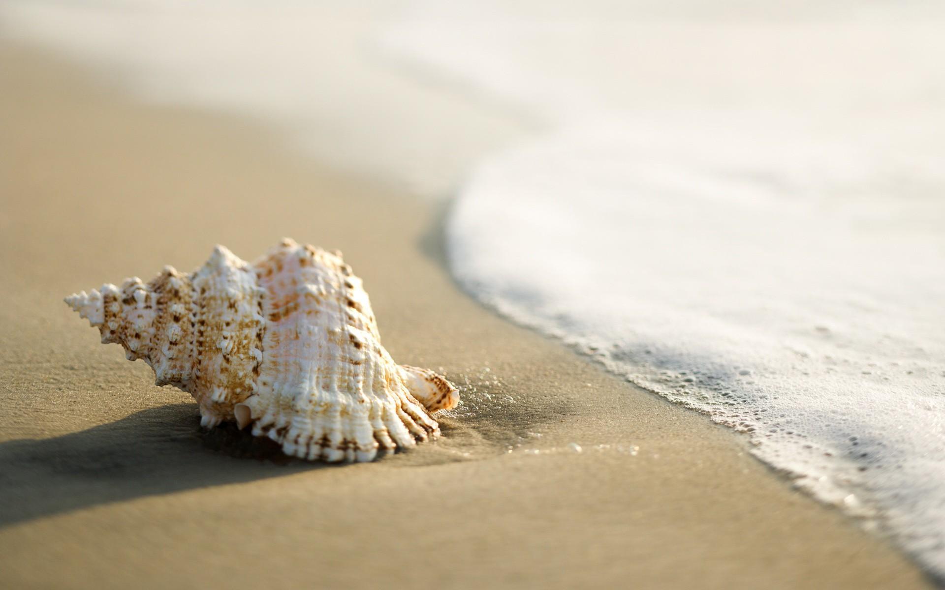 Free Seashell Wallpaper - HD Wallpaper 