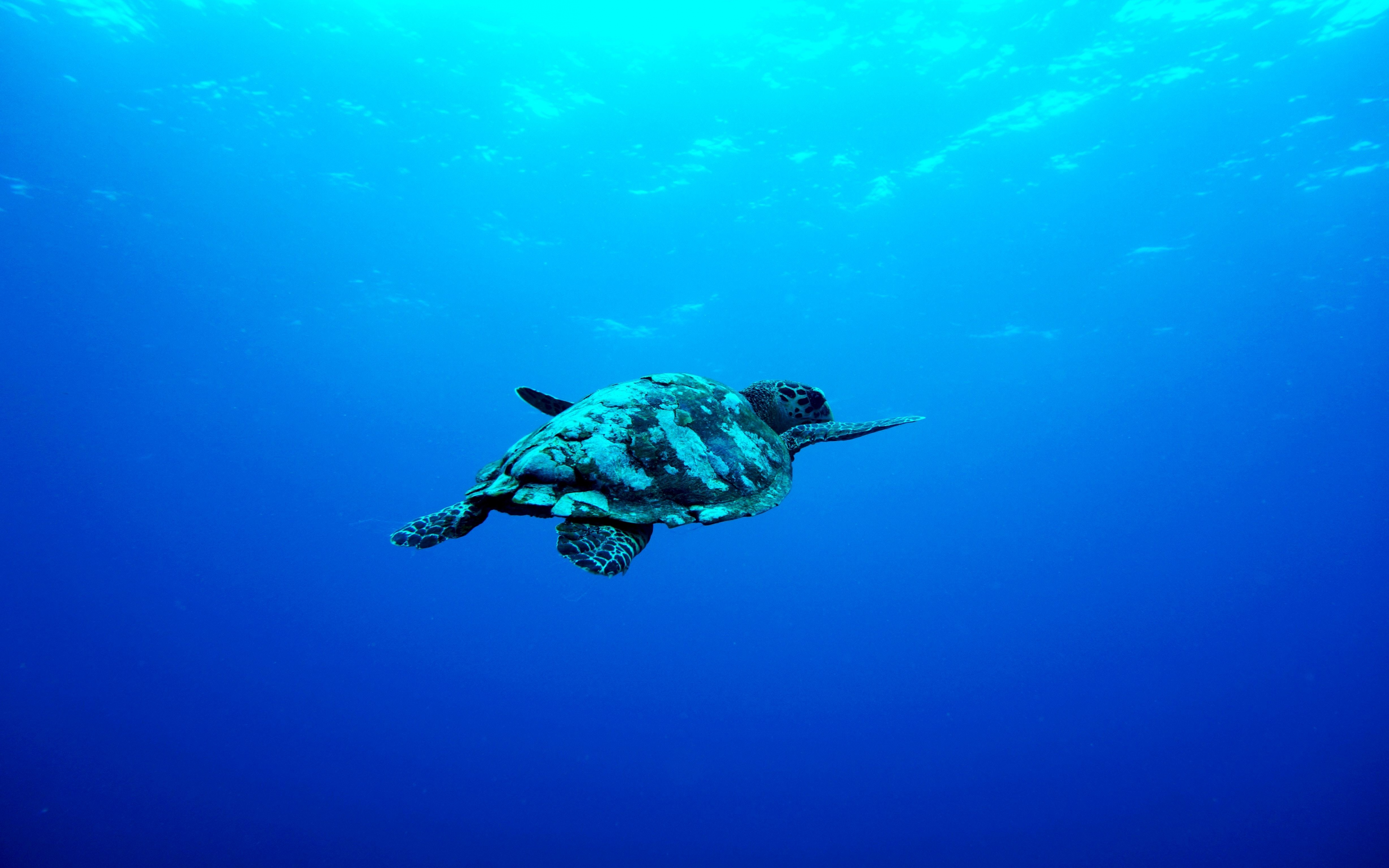 Blue Sea, Underwater, Aquatic Animal, Turtle, Wallpaper - Under The Ocean Turtles - HD Wallpaper 